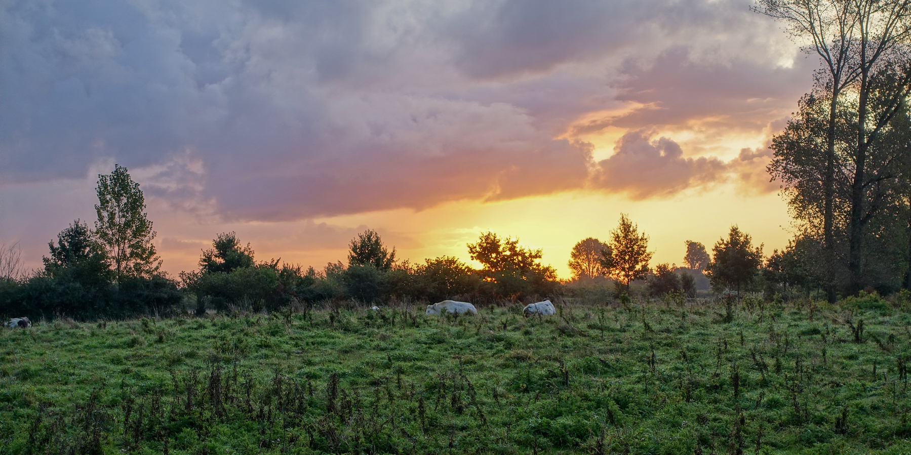 Pasture with sleeping cows under an orange sky due to the rising sun