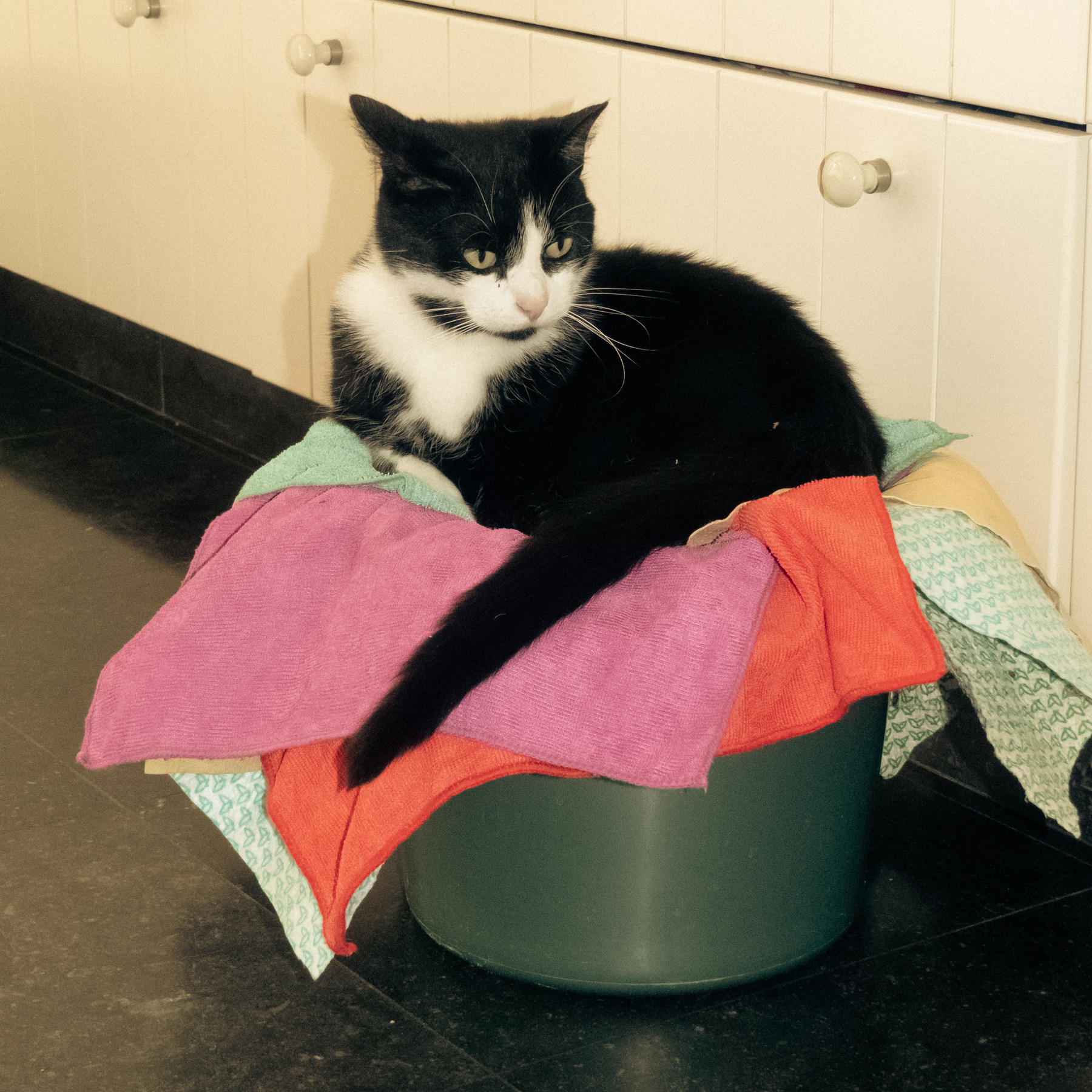 A black and white cat in a bucket with cleaning rags