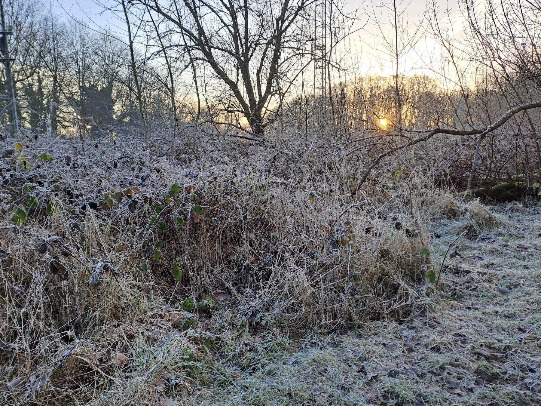 Plants with frost on them, with an upcomming sun between trees in the distance...