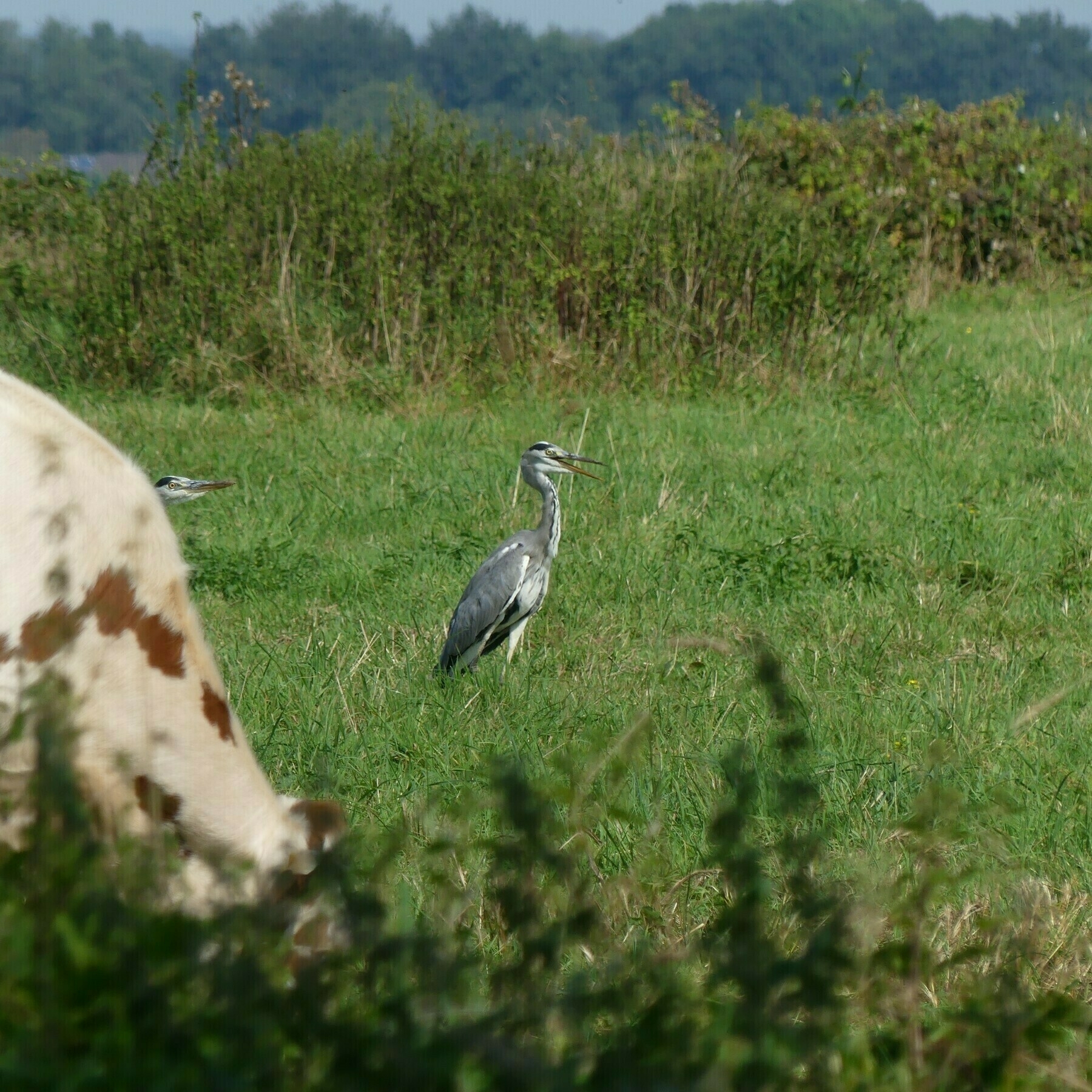 een vrolijke blauwe reiger in een veld achter een wazige koe