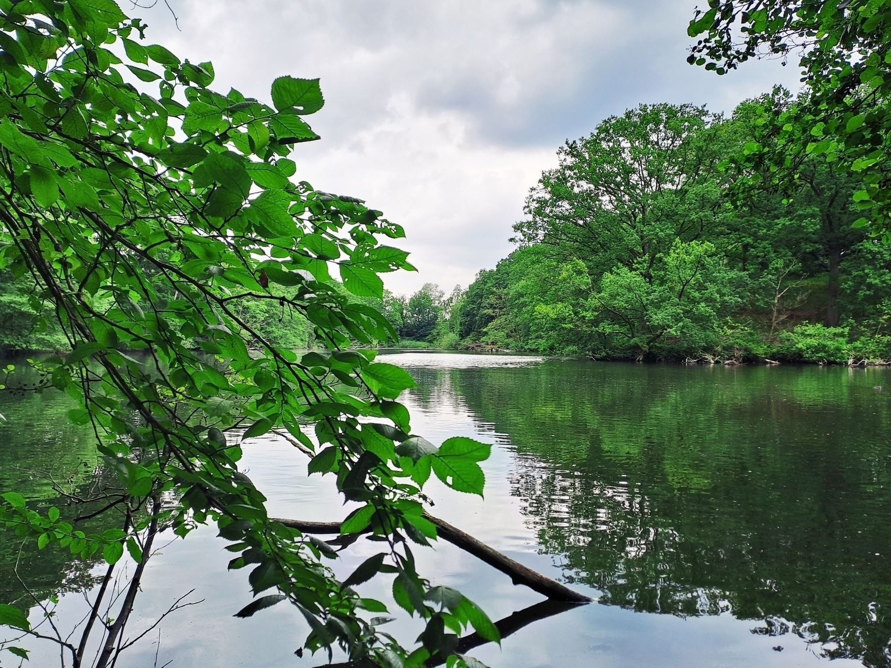 water, omringd door bomen, met een tak die (bijna) in het water komt