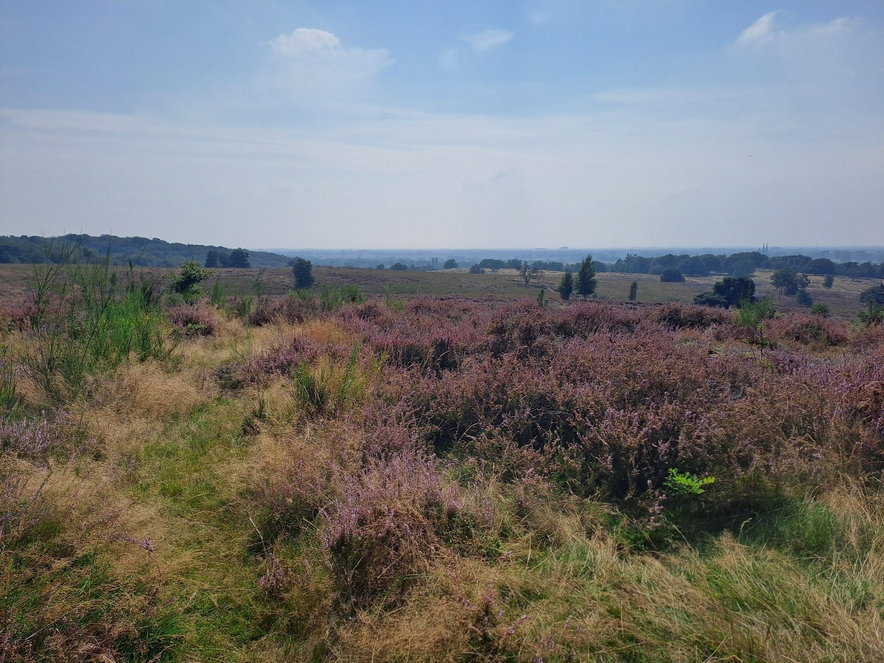 zomers paars heuvelend weidelandschap