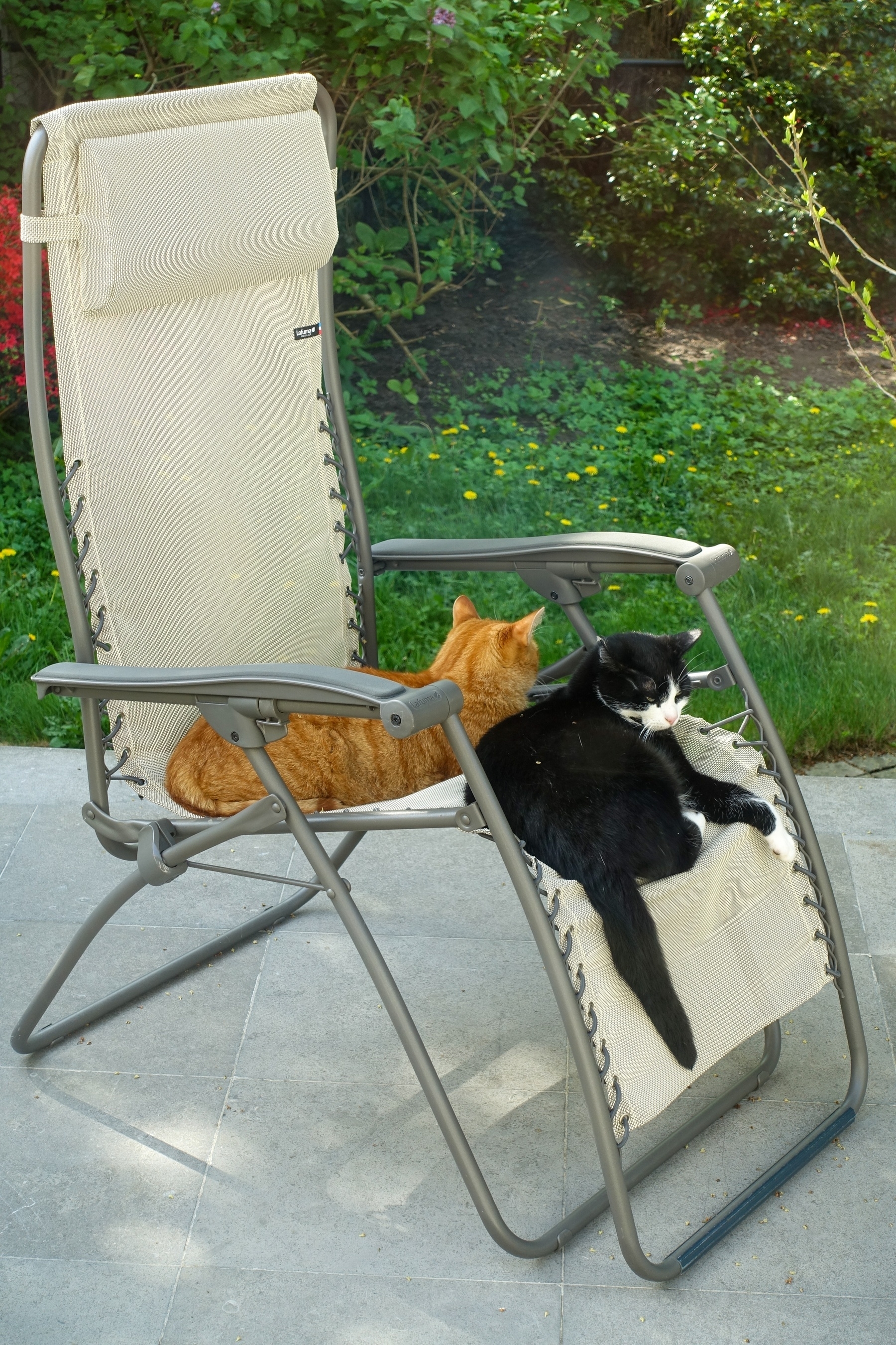 Twee katten, een zwart-witte en een oranje zitten in een tuinstoel op een zonnig terras - foto getrokken door een raam