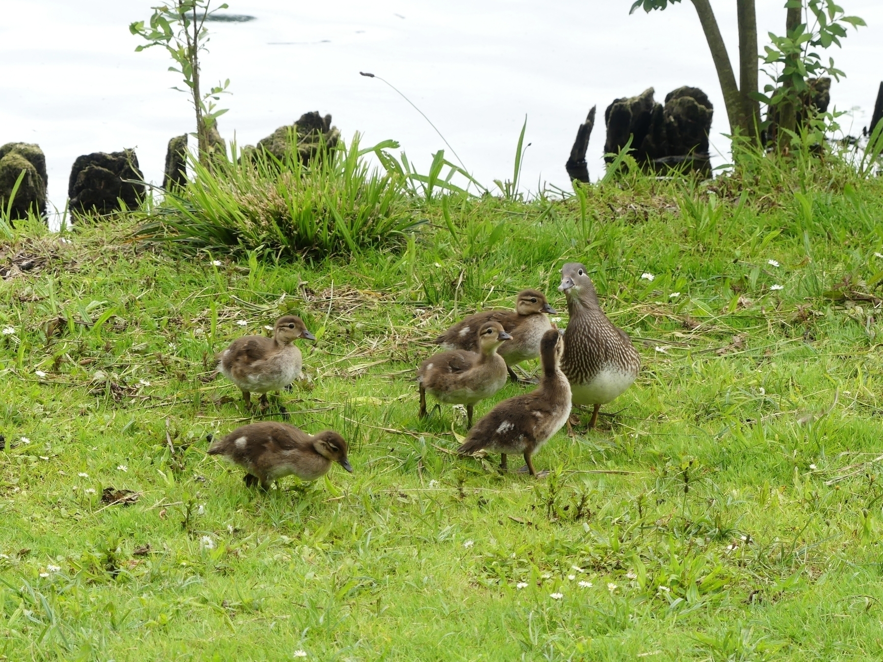 Een moedereend/gans (?) met kuikentjes