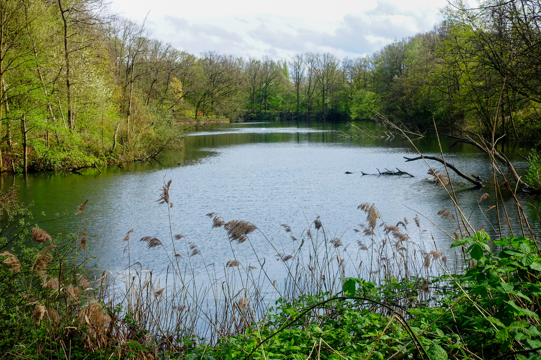 Water, surrounded by green trees, with a blue sky with some light clouds