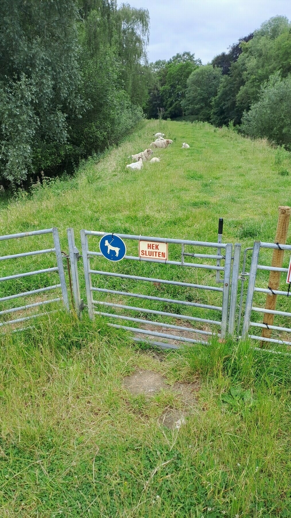 rustende schapen op een wandelweg, het hek is nog gesloten