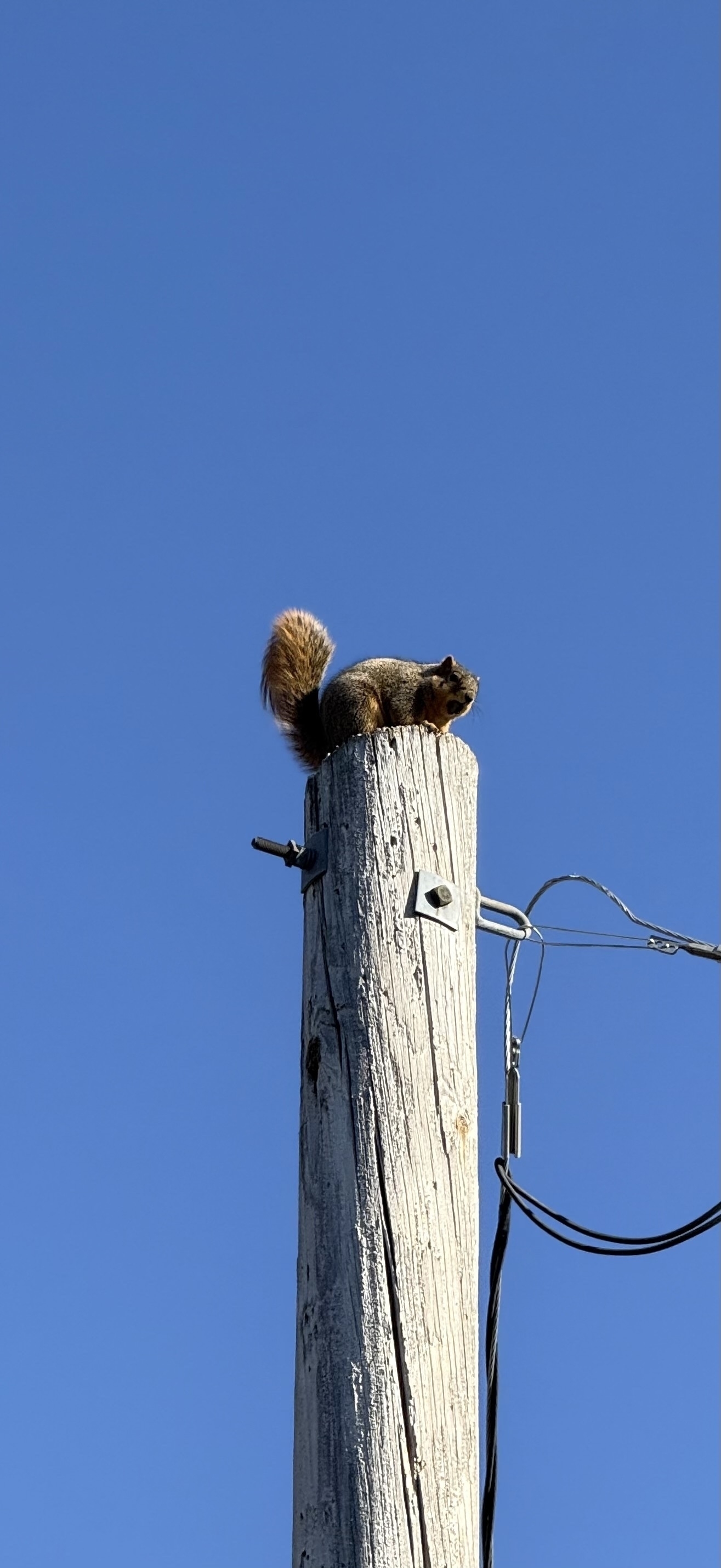 A brown squirrel sitting atop an electrical pole, with a clear blue sky in the background 