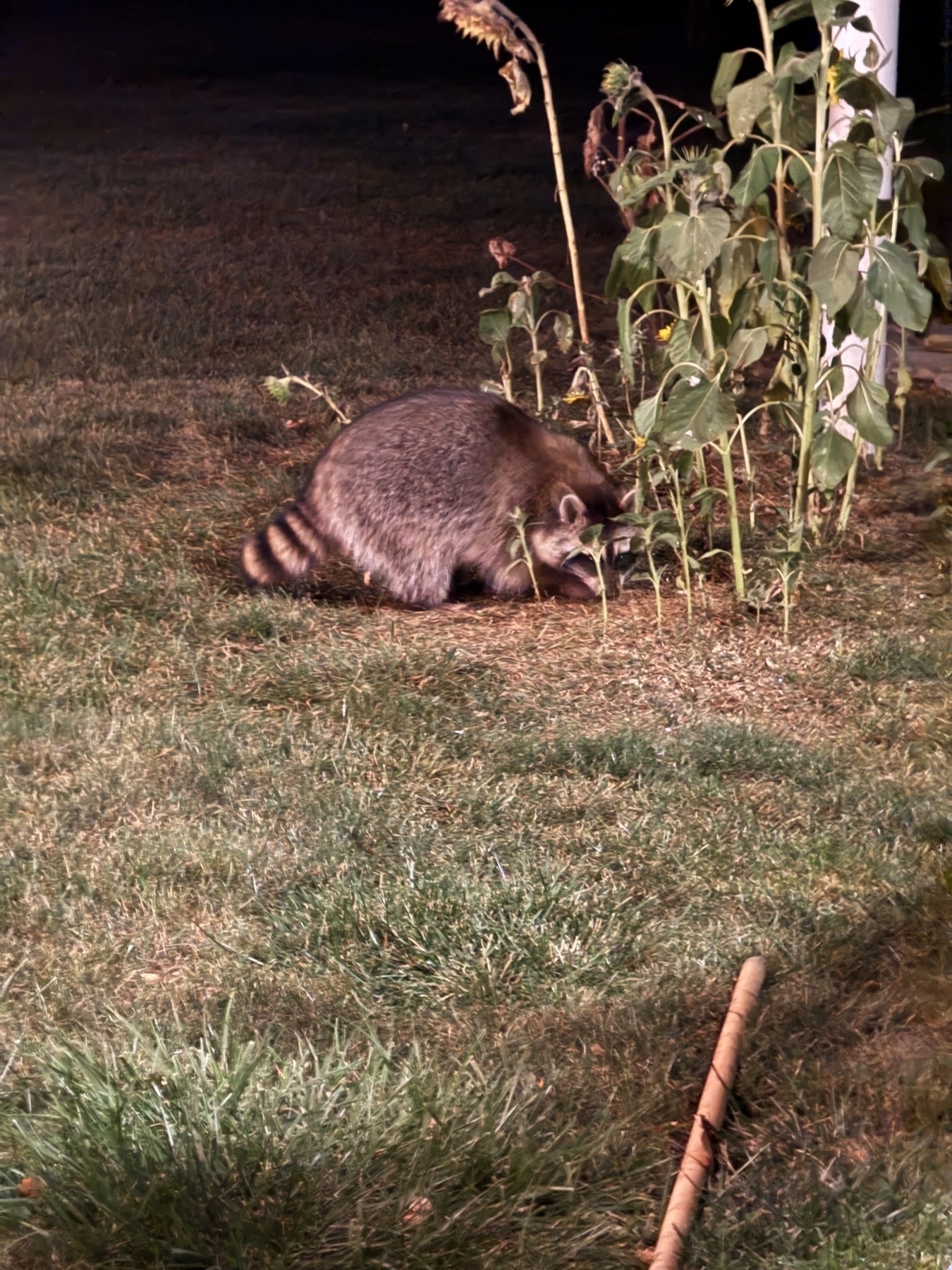 A fairly large raccoon eating seeds underneath some small sunflowers. 