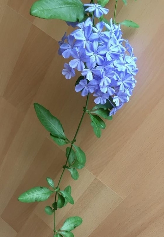 Blue flowers. Plumbago. 