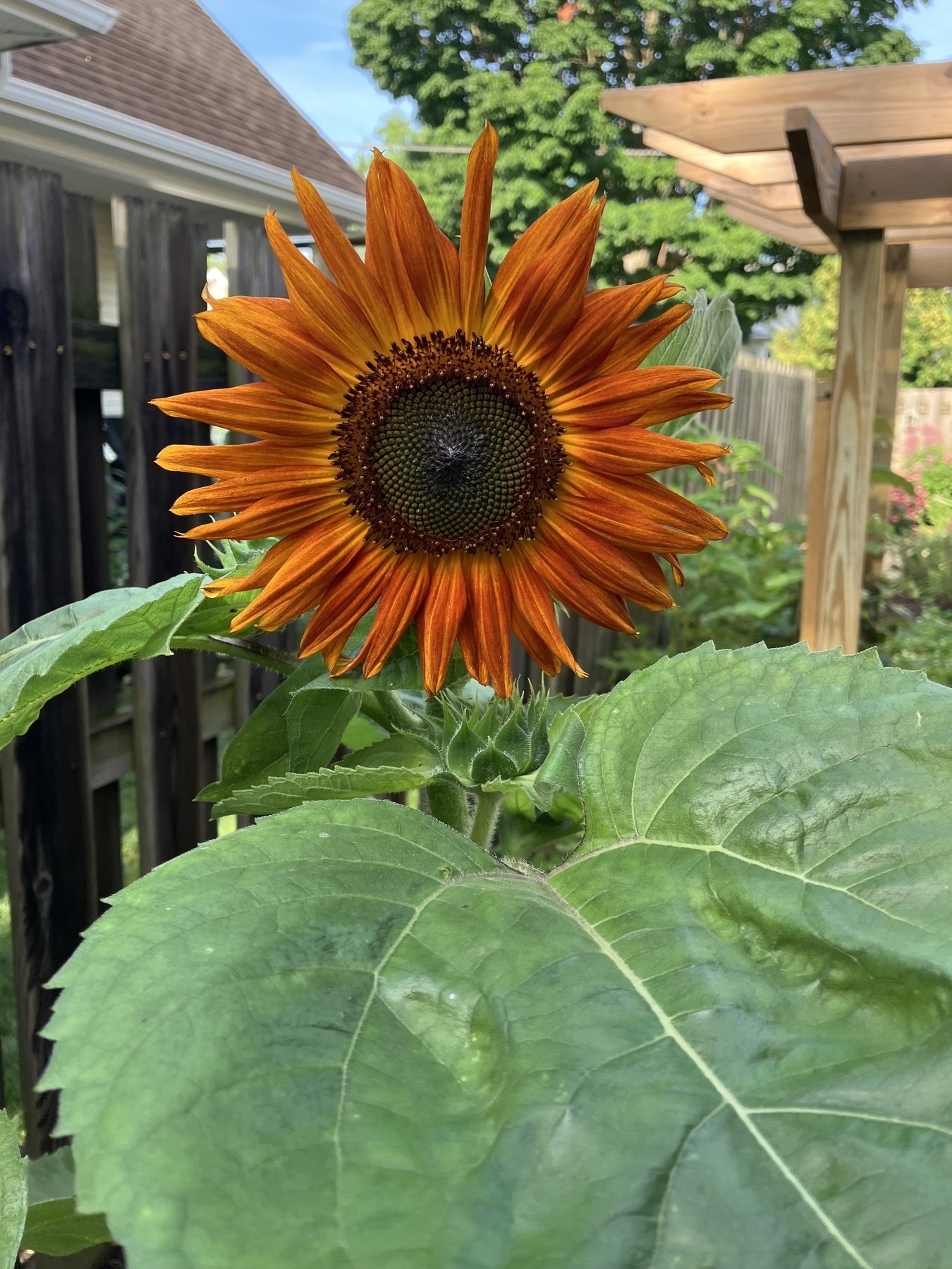 Sunflower with orange-yellow petals