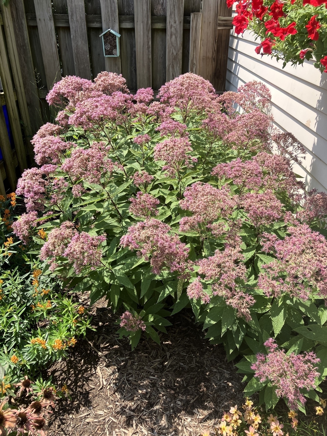 Plant with green stems and leaves and light purple, wispy blooms