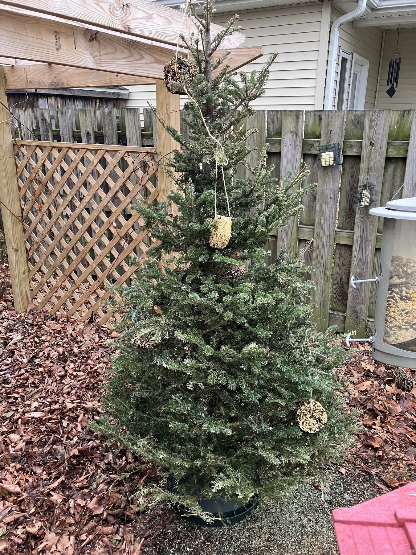 A green Christmas tree decorated with wheels of bird seed and standing in the back yard. 