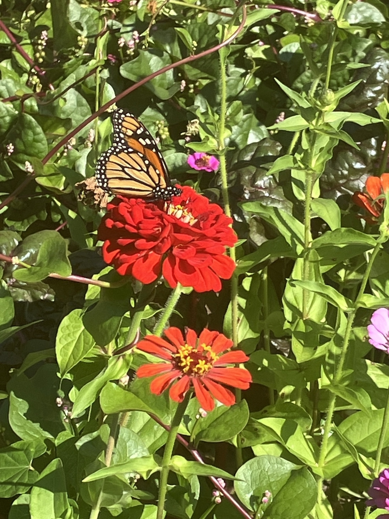 Monarch butterfly on red zinnia