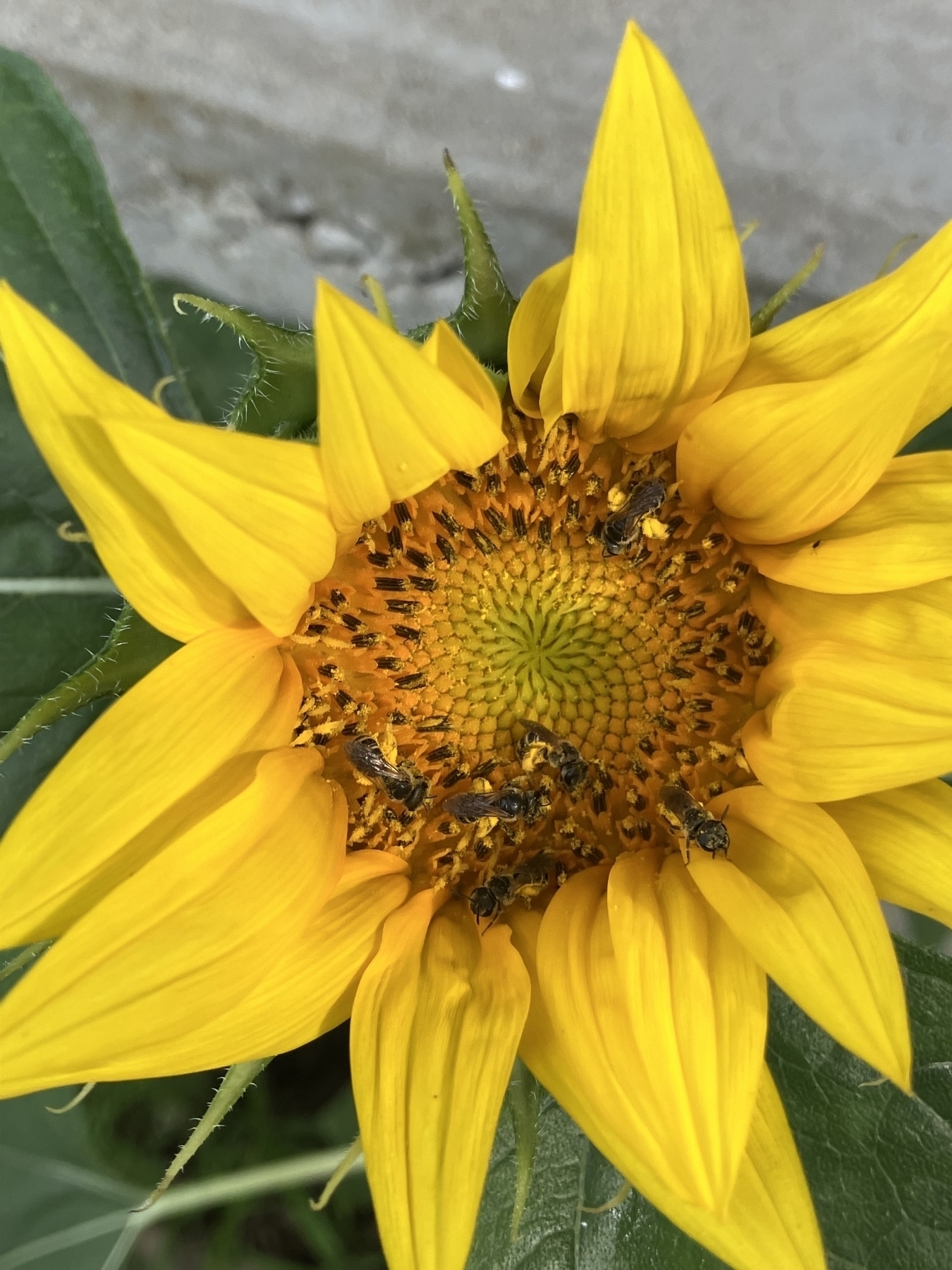 Sunflower with yellow petals and orange-yellow center with several small bees with pollen sacs filled with yellow pollen