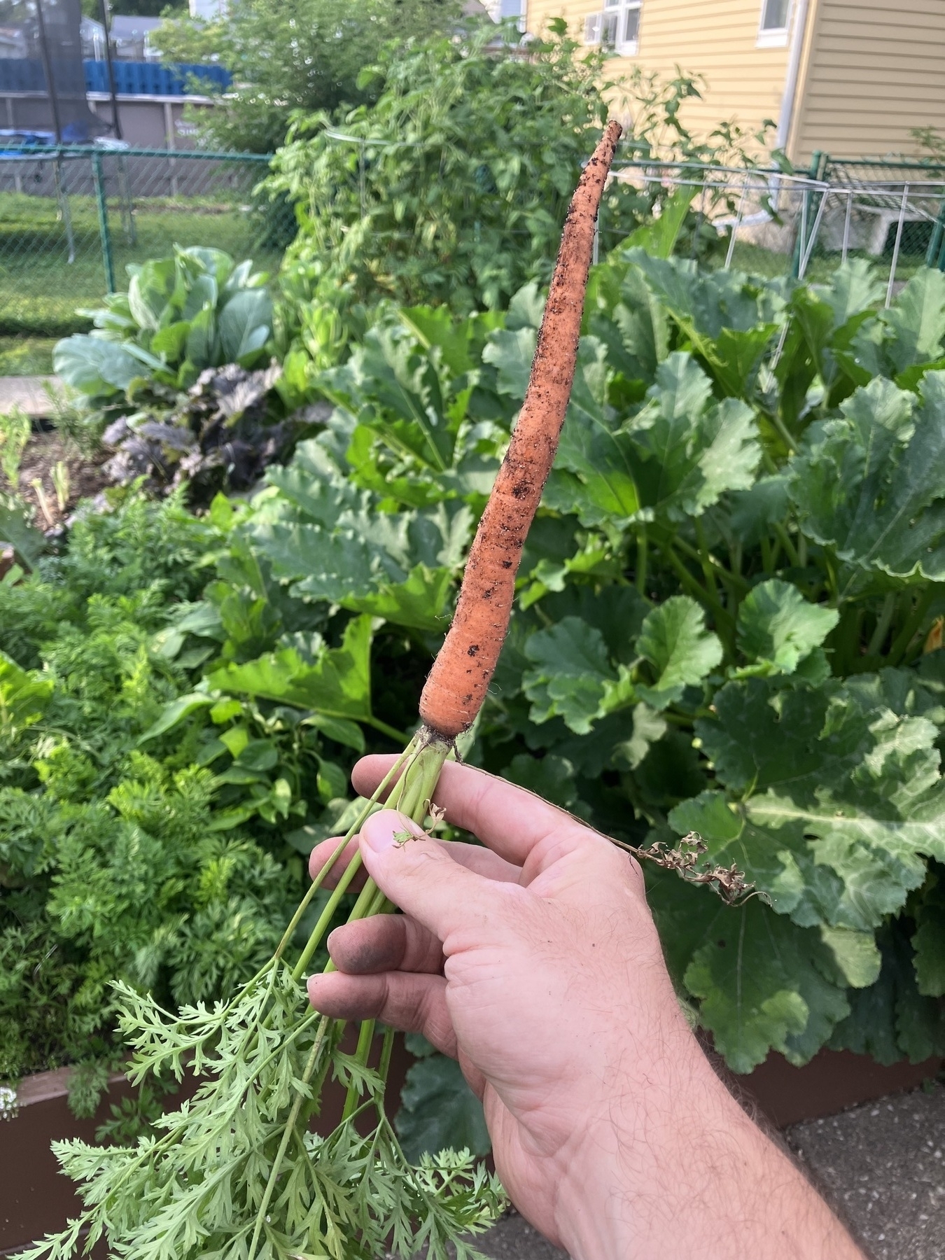Carrot against a background of lord garden plants