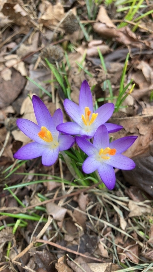 Small purple flowers with orange and yellow filaments 