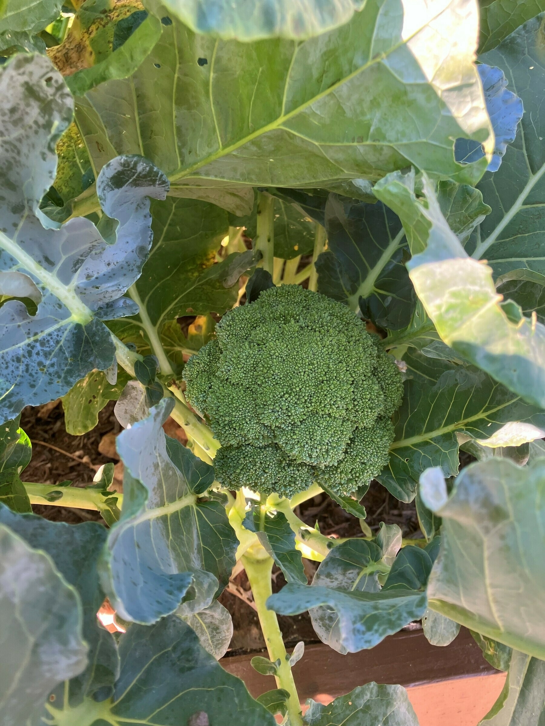 Auto-generated description: A head of broccoli is growing in the midst of its large green leaves.