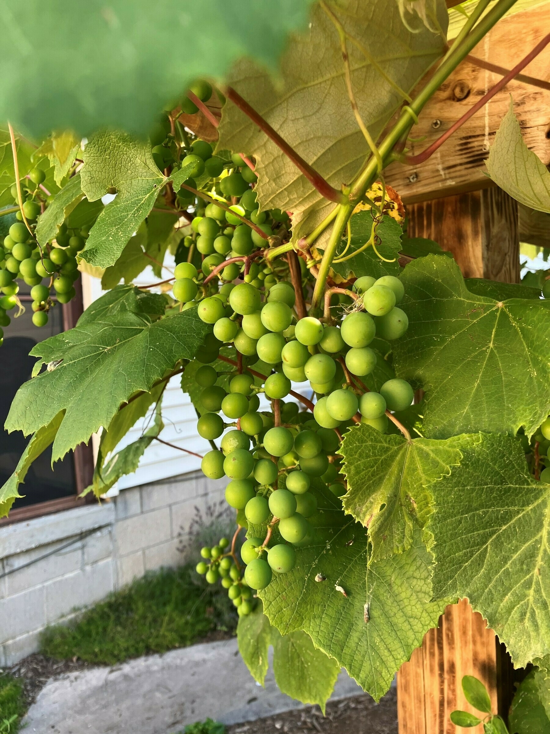 Auto-generated description: A cluster of green grapes is hanging from a vine with large leaves, supported by a wooden structure in an outdoor setting near a building.