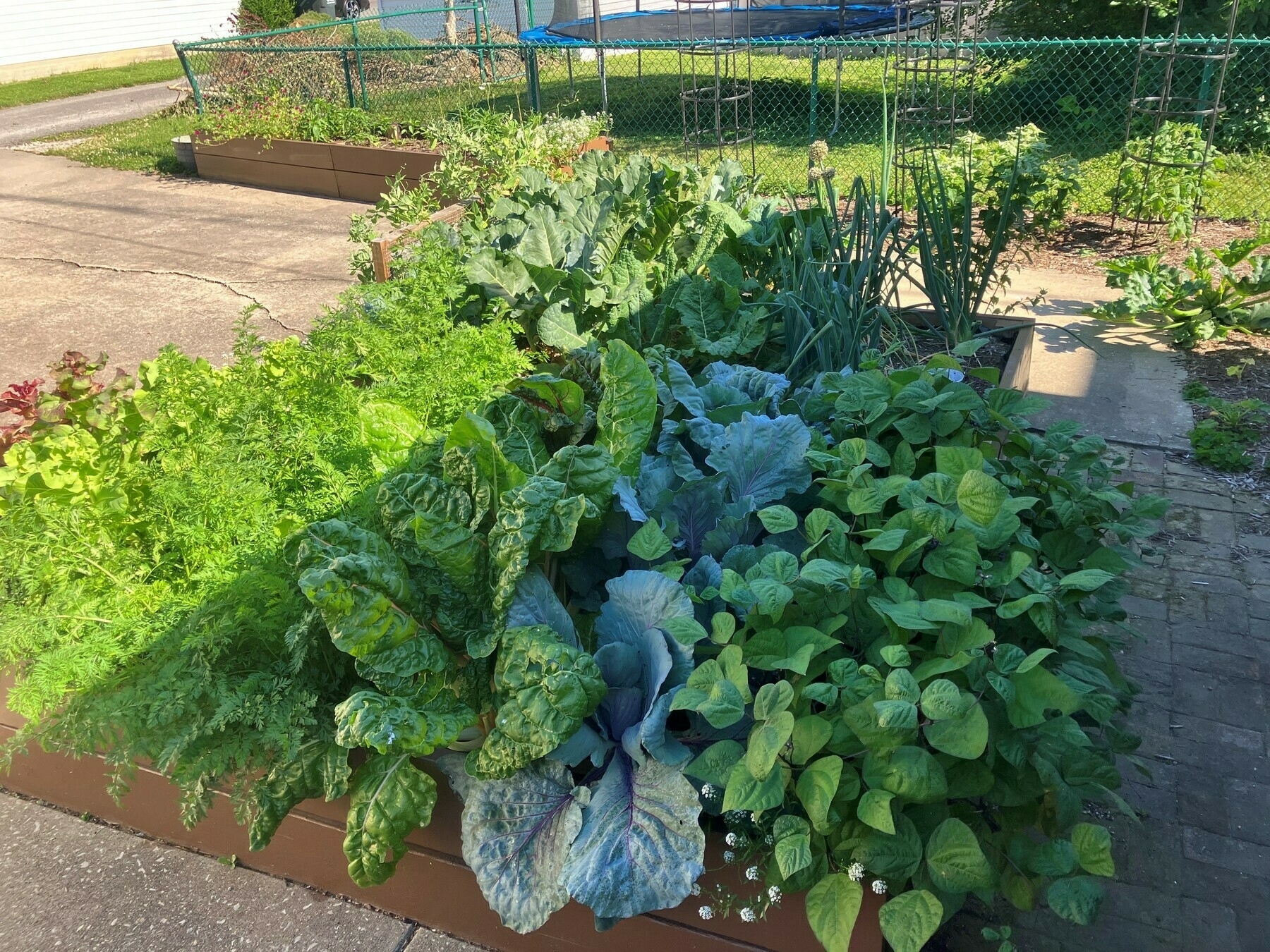 Auto-generated description: A vibrant vegetable garden is filled with various leafy greens and other plants in raised beds next to a fenced area.