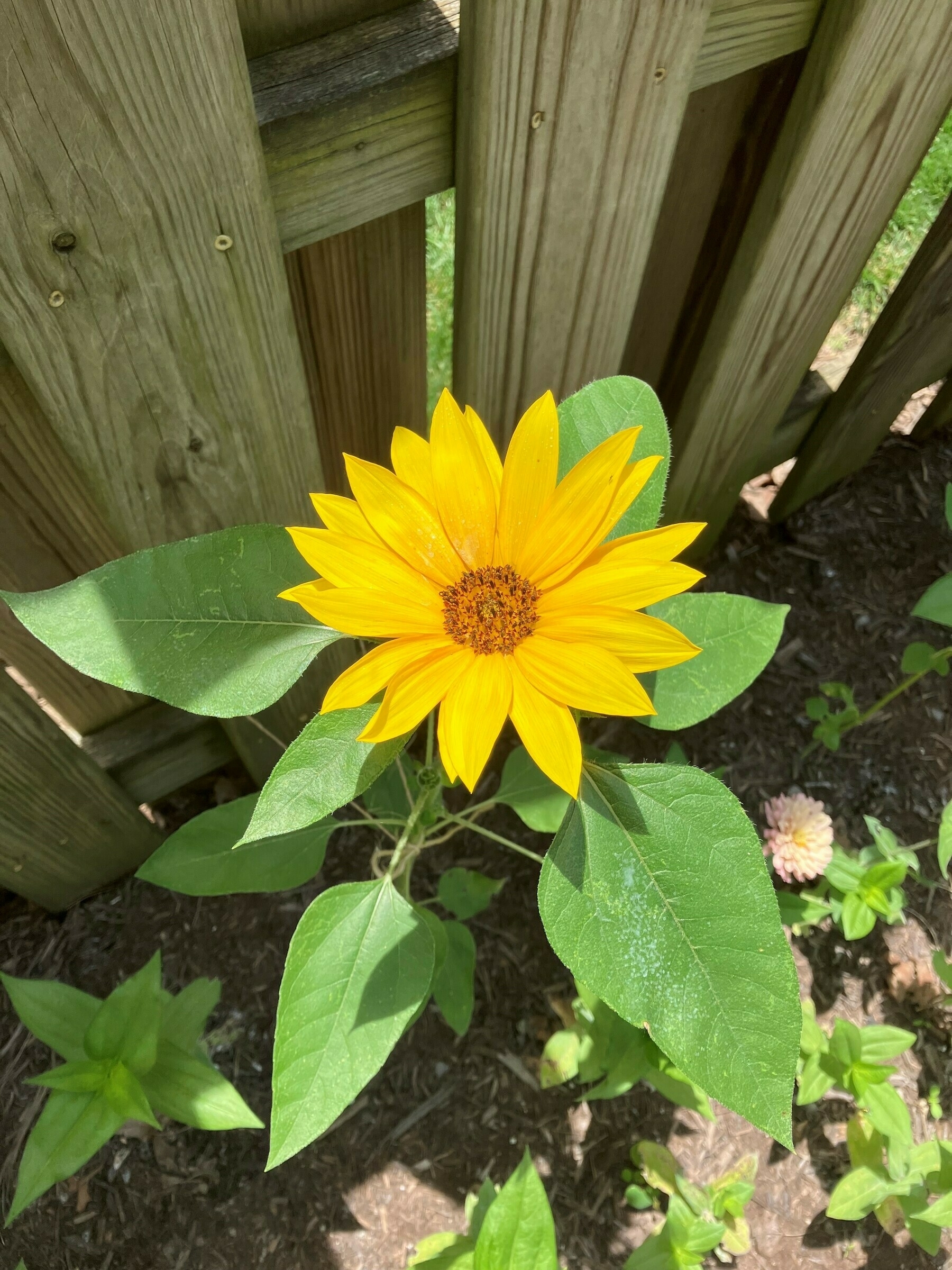 Auto-generated description: A vibrant sunflower with large yellow petals and green leaves is growing in a garden in front of a wooden fence.