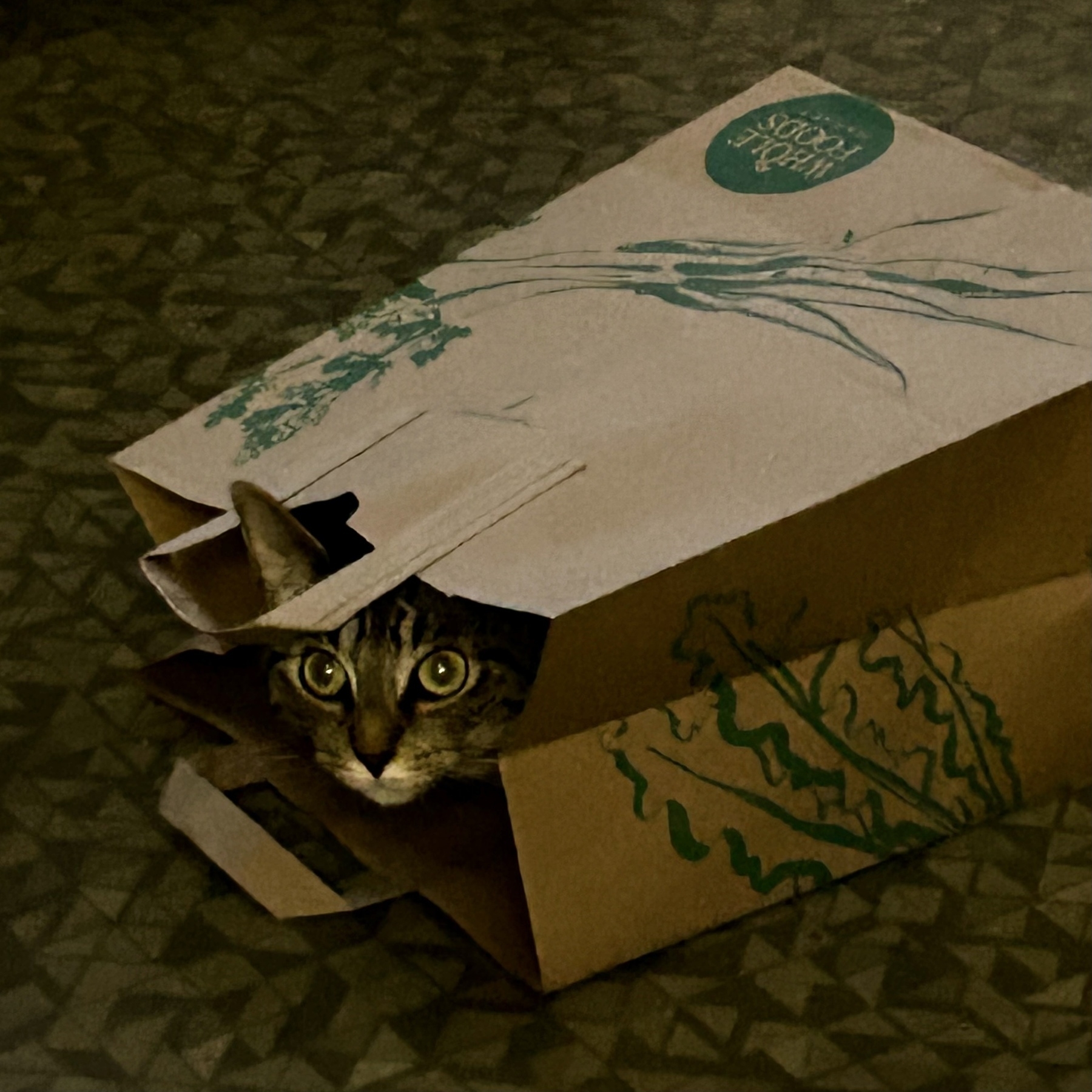 Gray tabby cat peeking out of a Whole Foods paper grocery bag