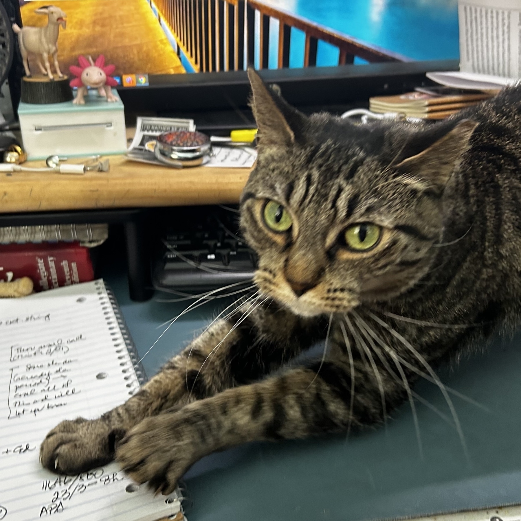 Gray, green-eyed tabby stretching in front of a computer monitor on a cluttered desk