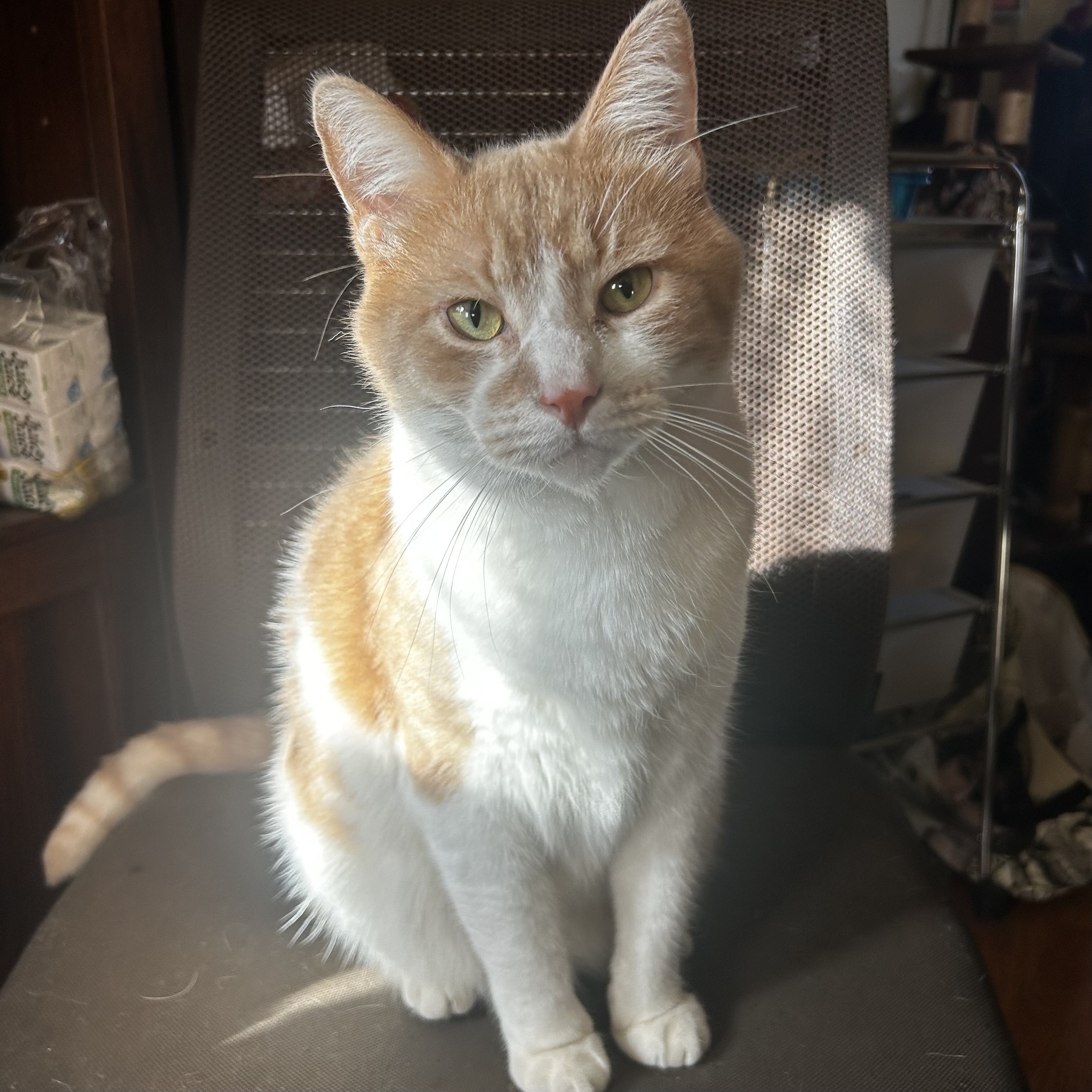 Orange and white cat sitting on a chair