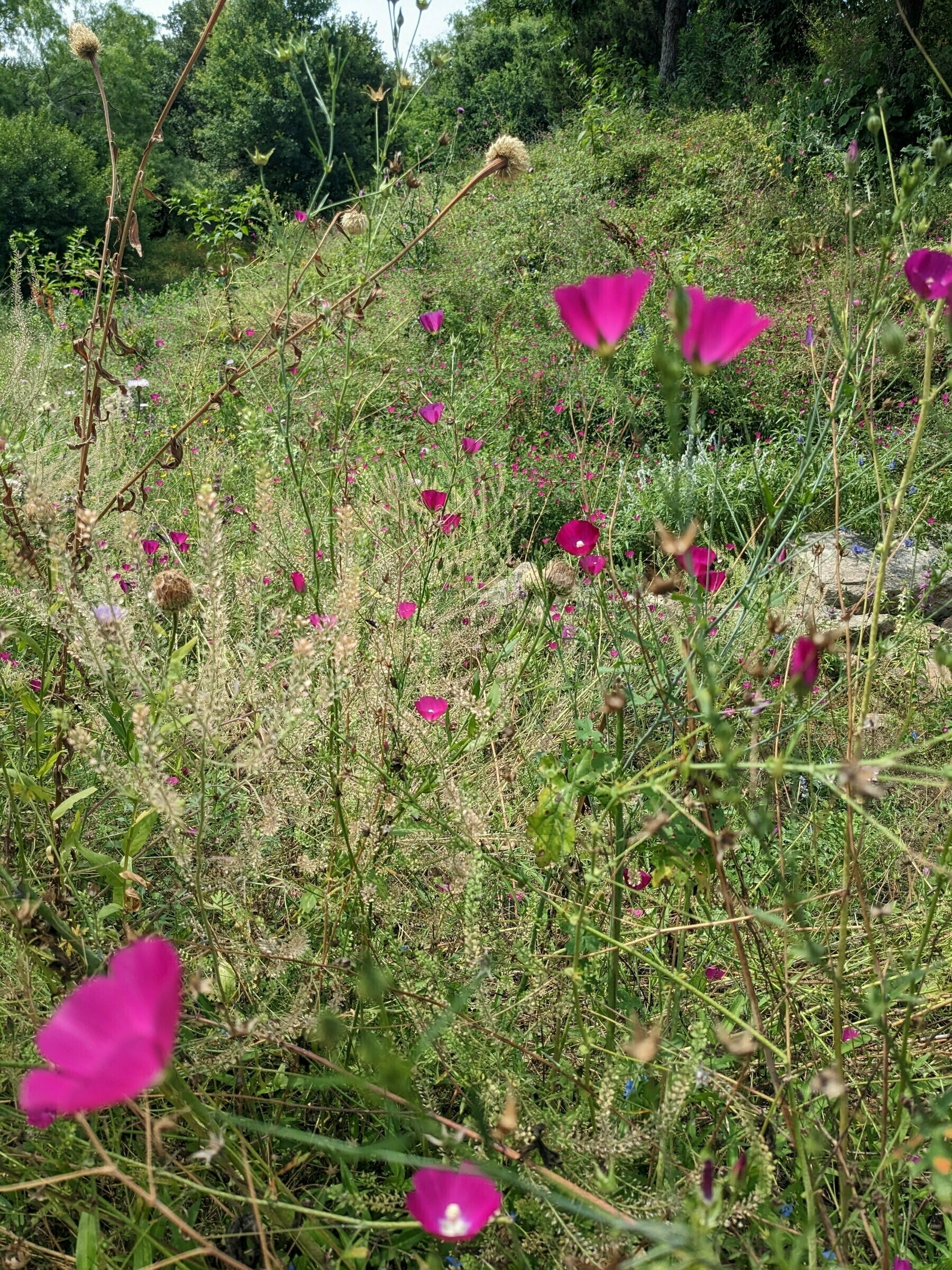 Texas Wildflowers