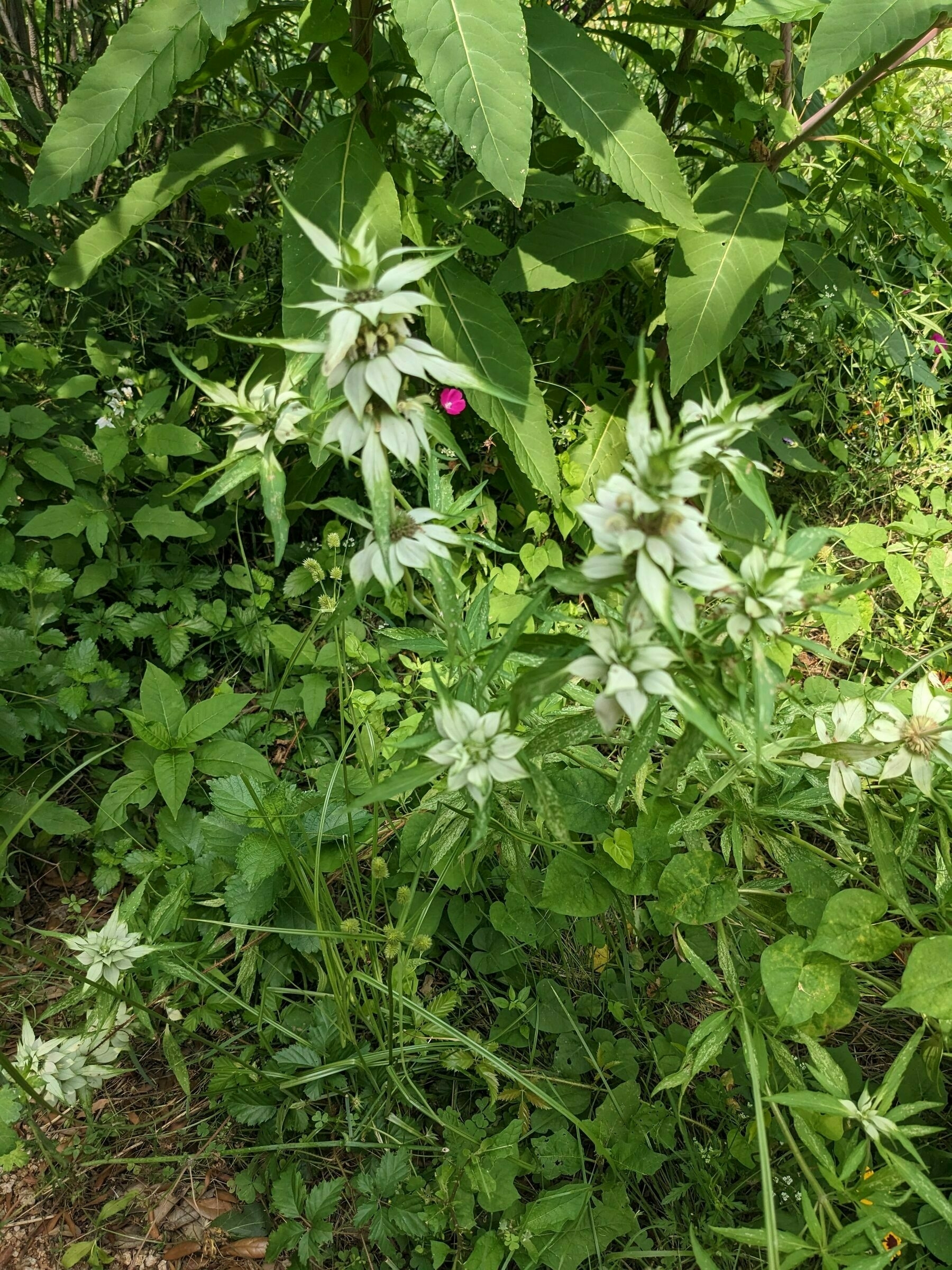 Texas Wildflowers