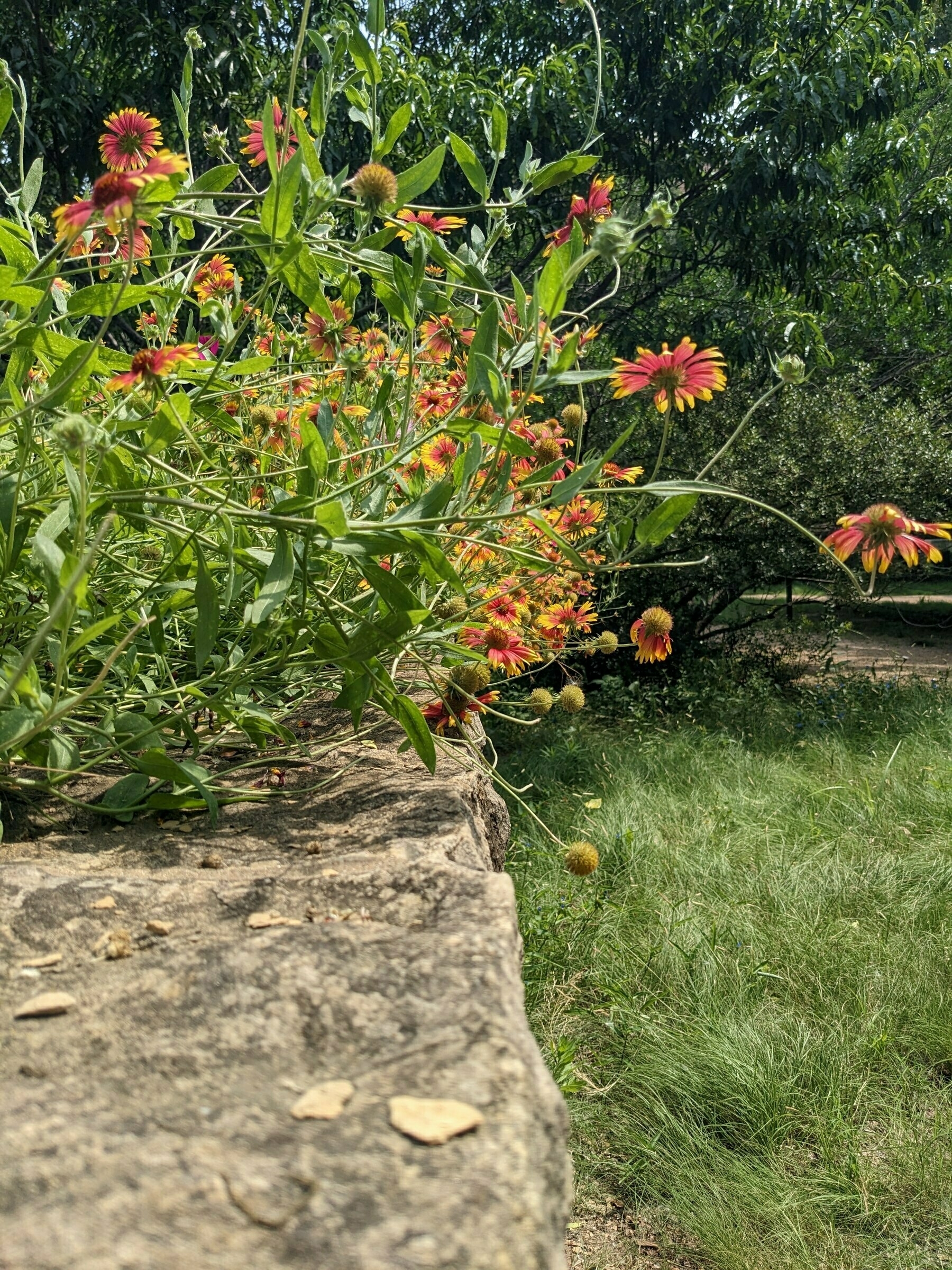 Texas  Wildflowers