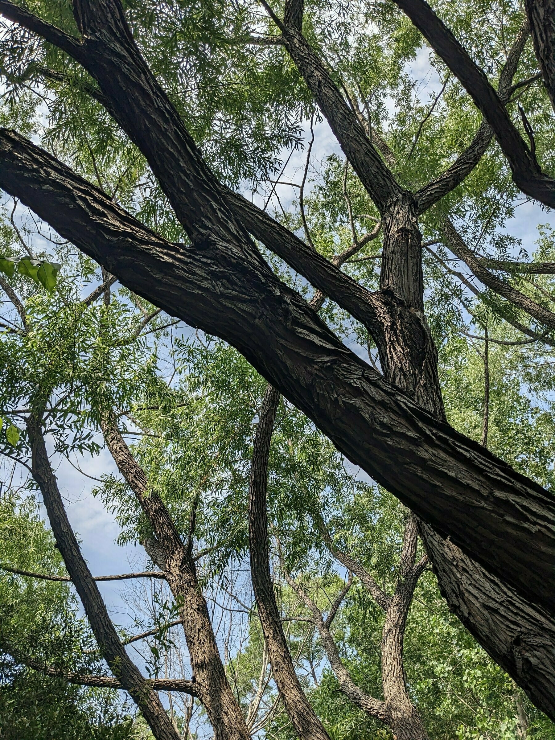 Texas Trees