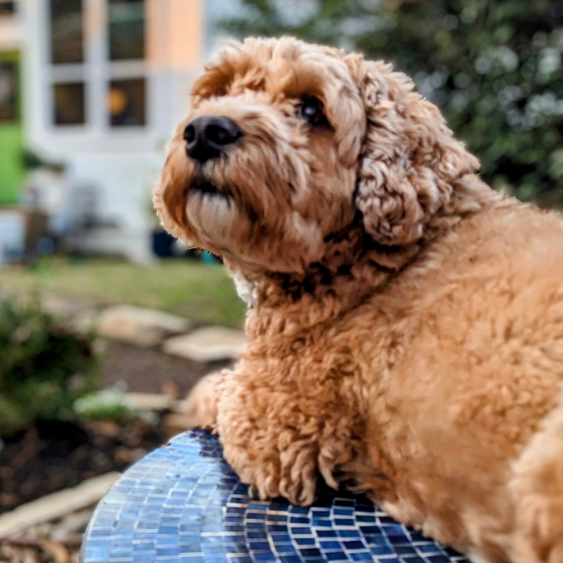 a tan mini-goldendoodle (Golden Retriever/Poodle mix) looking upwards