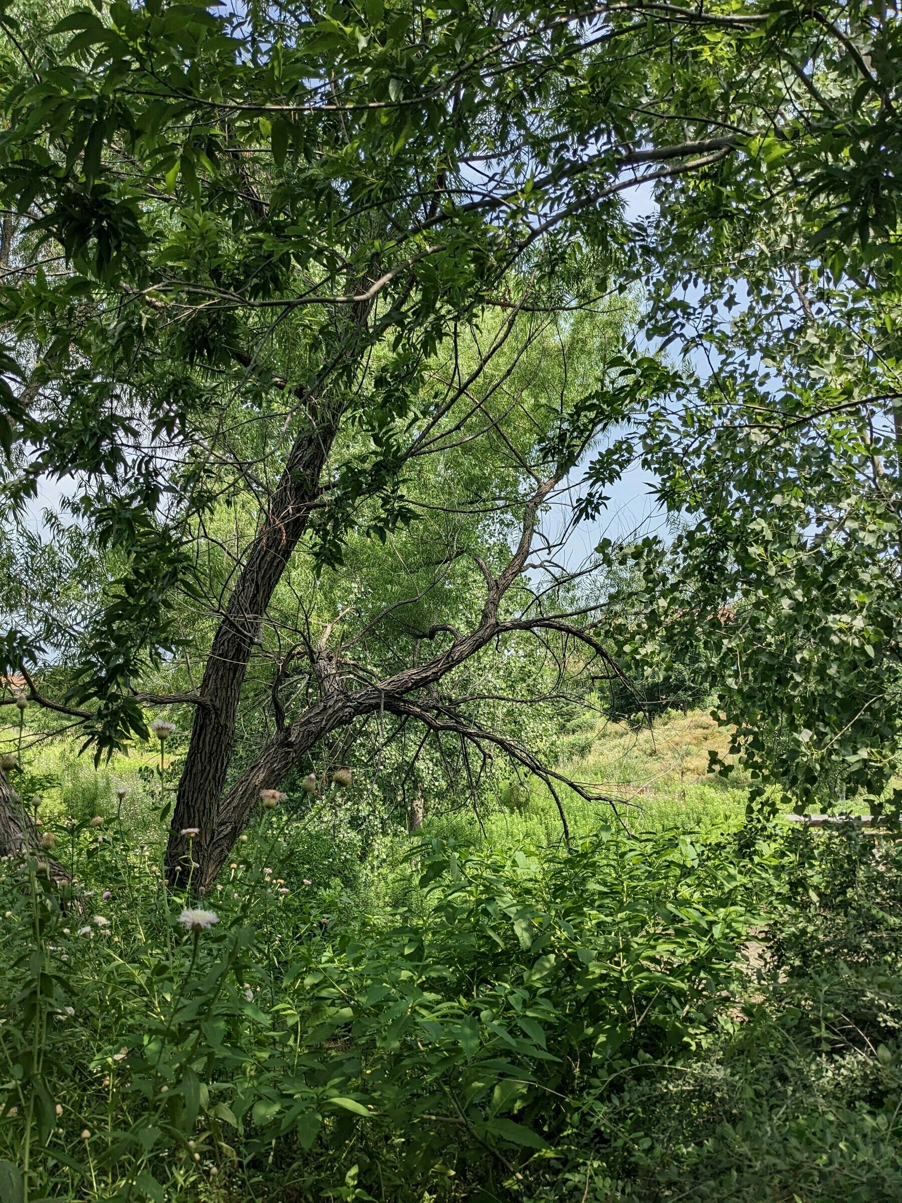 Texas Trees