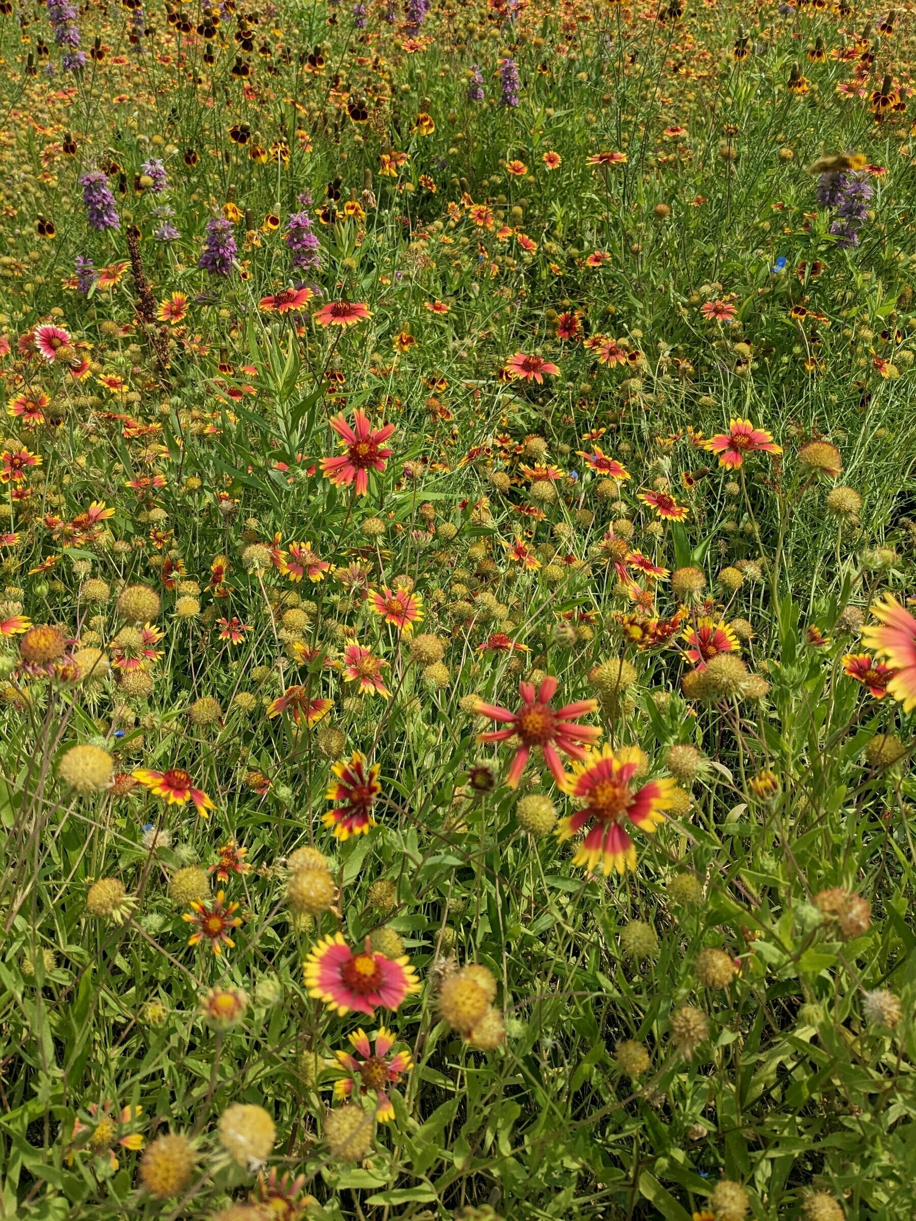 Texas Wildflowers