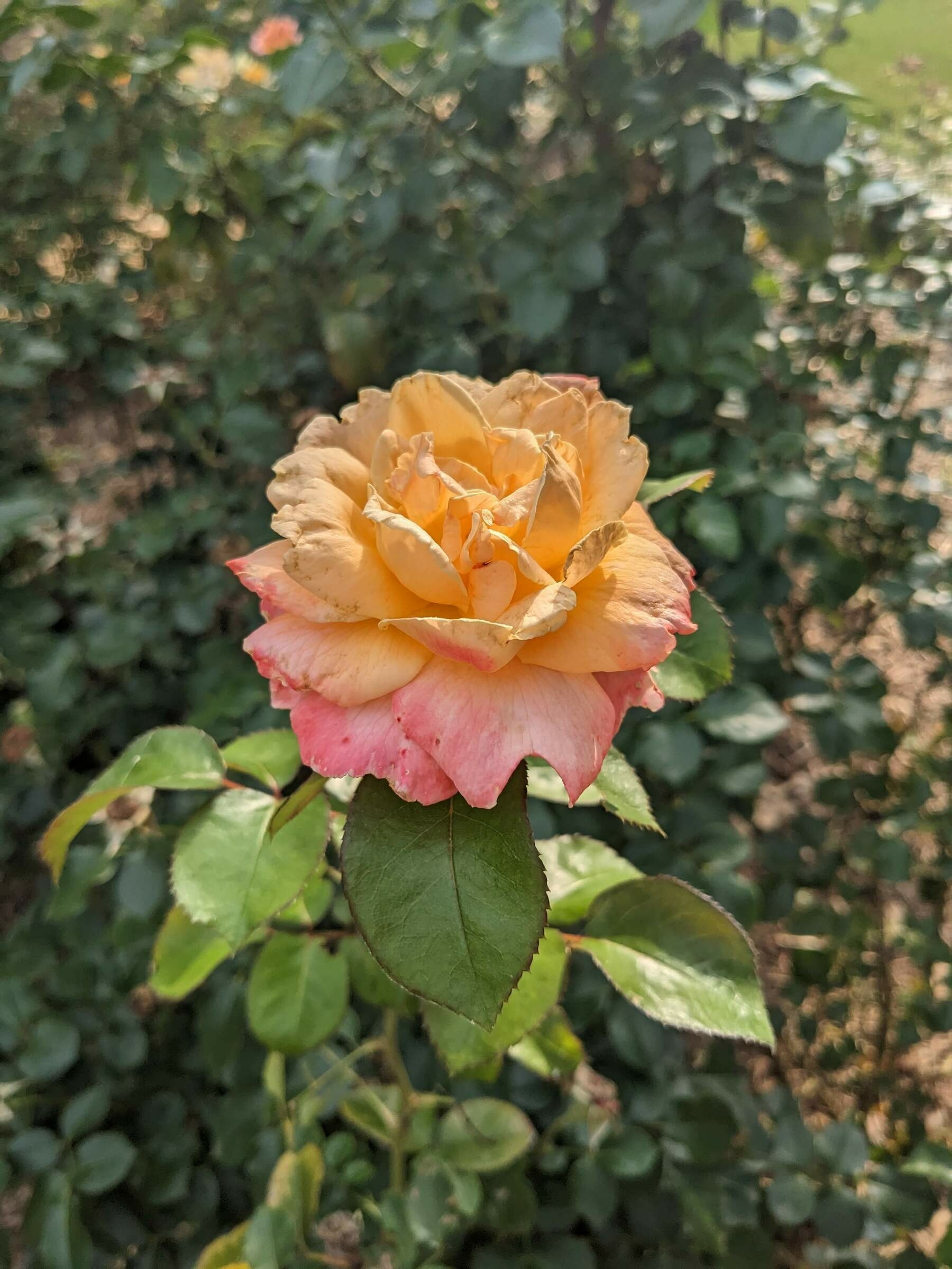 a light orange and pink rose