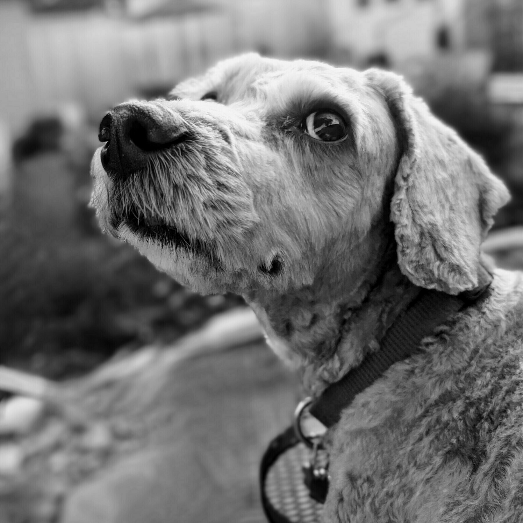 Black & white photo of a dog looking up at something outside of the image frame.