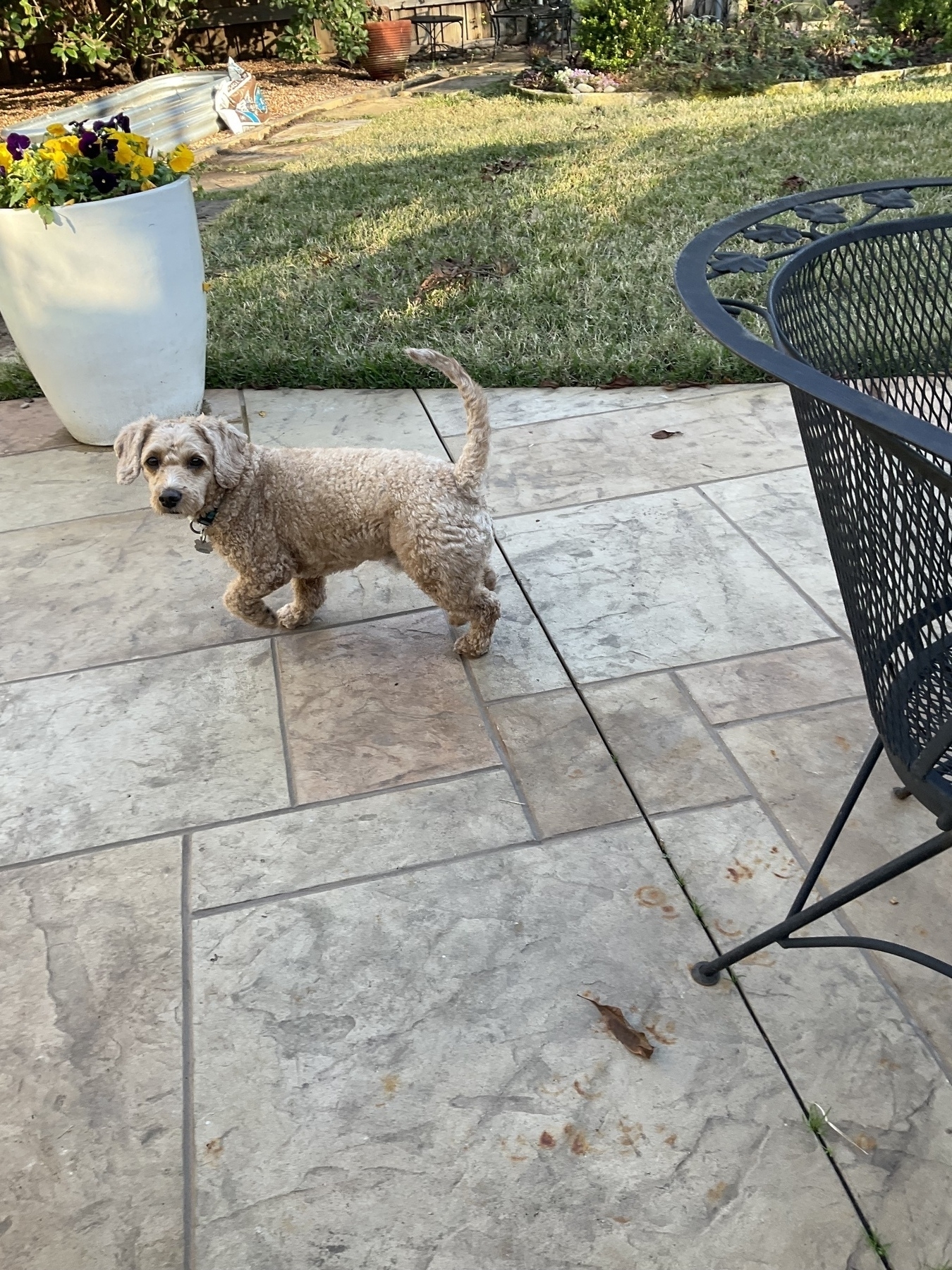 A small dog with curly fur stands on a patio next to an outdoor table and a large planter with flowers.