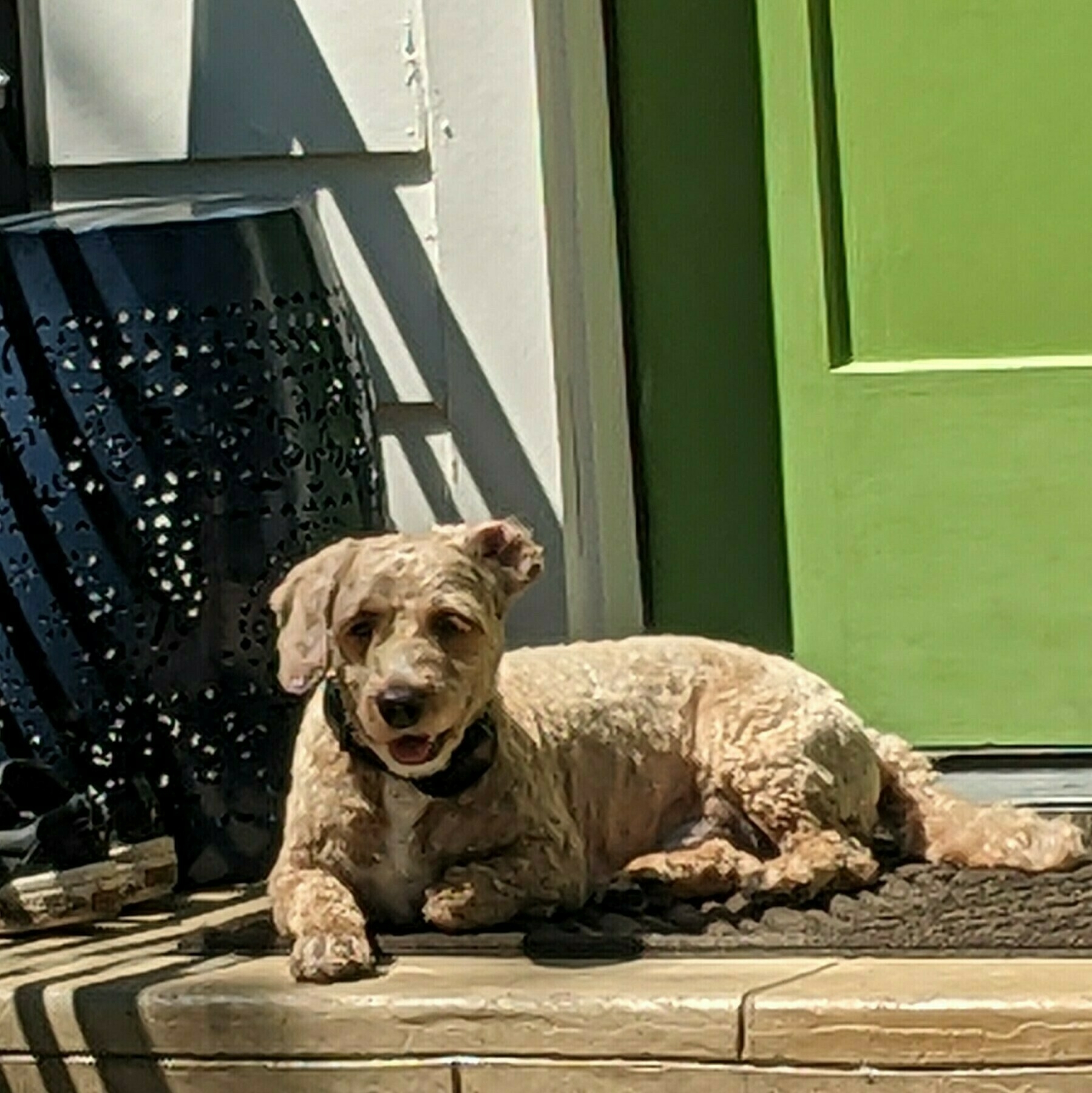 A happy tan lying in the sun in front of a bright green door