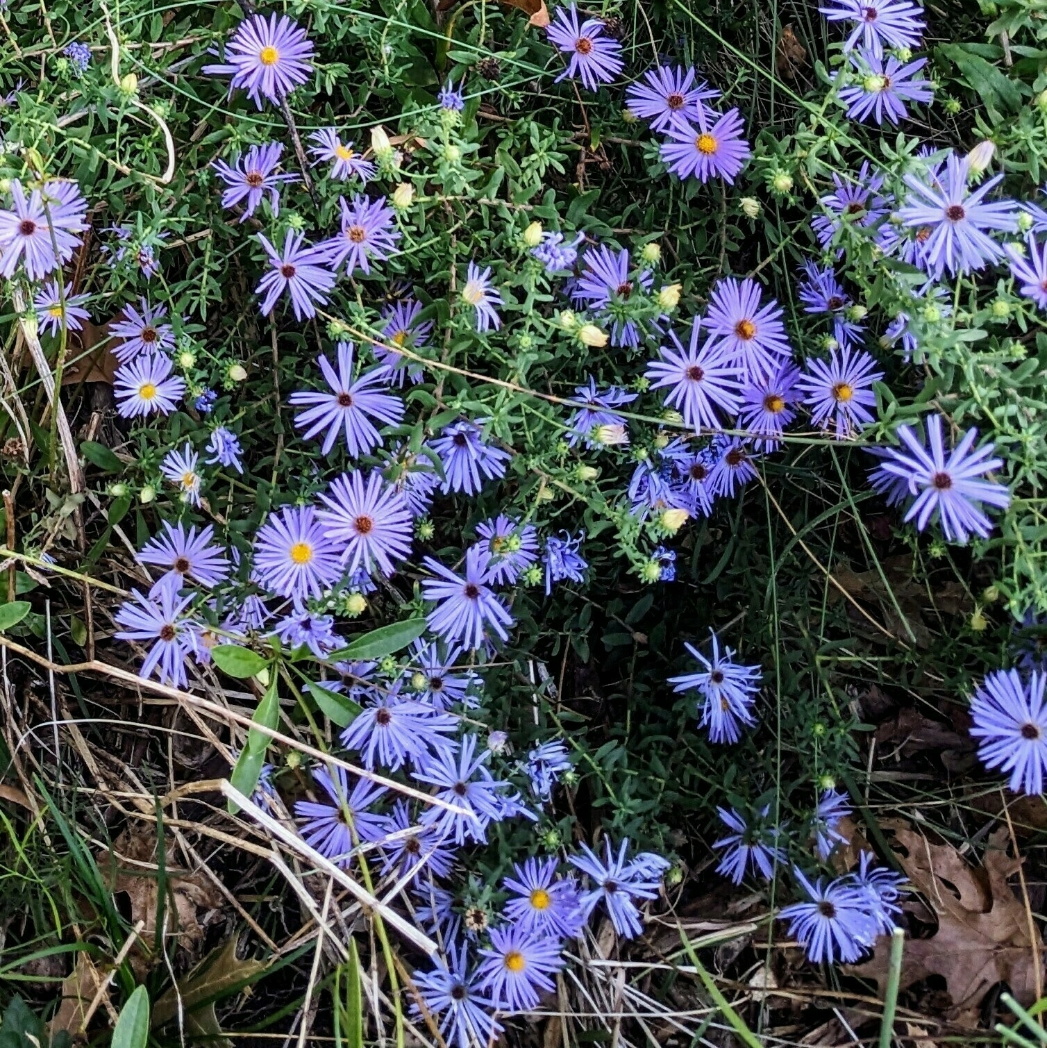 Purple aster flowers