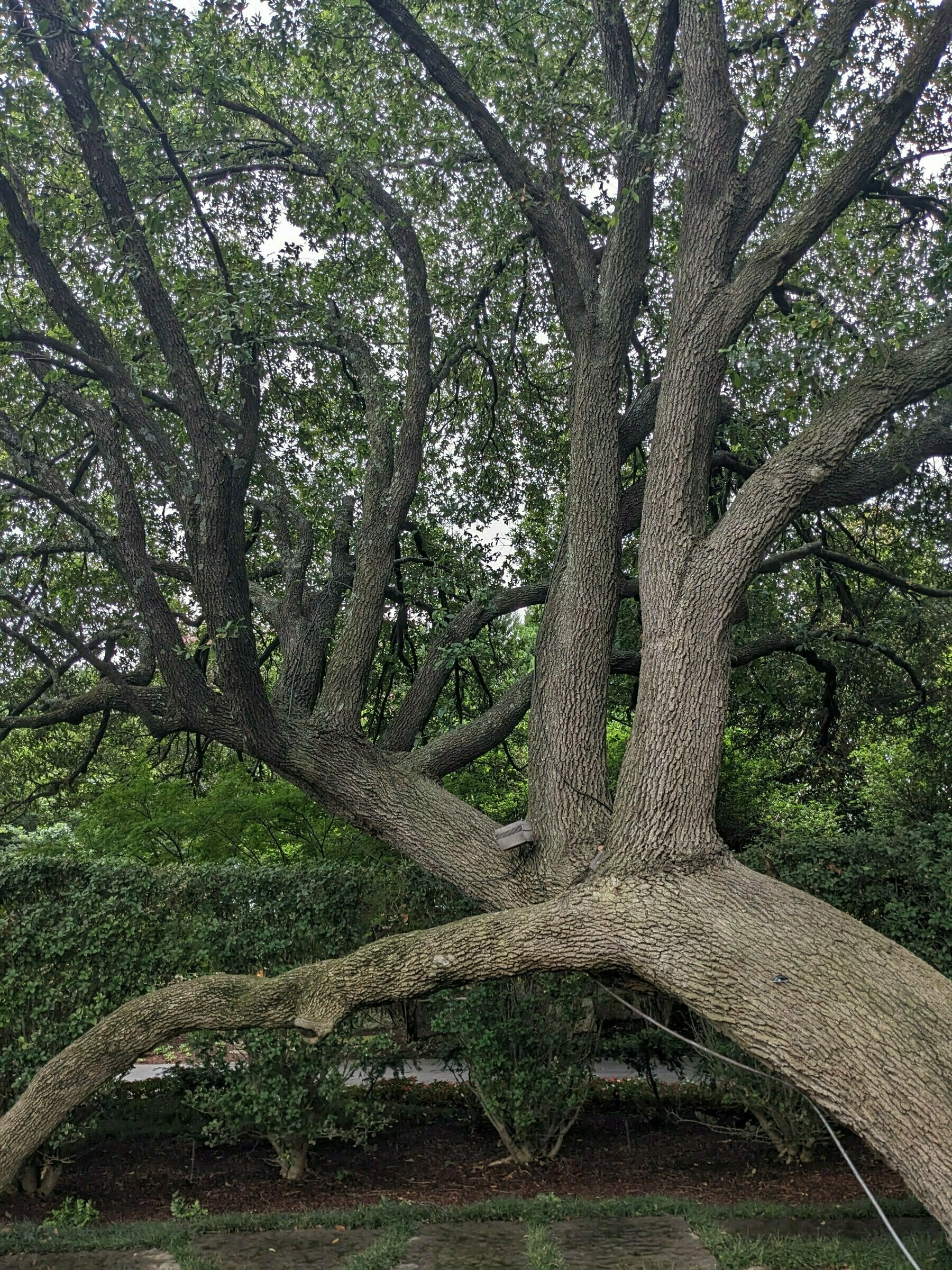 an old, gnarled live oak tree