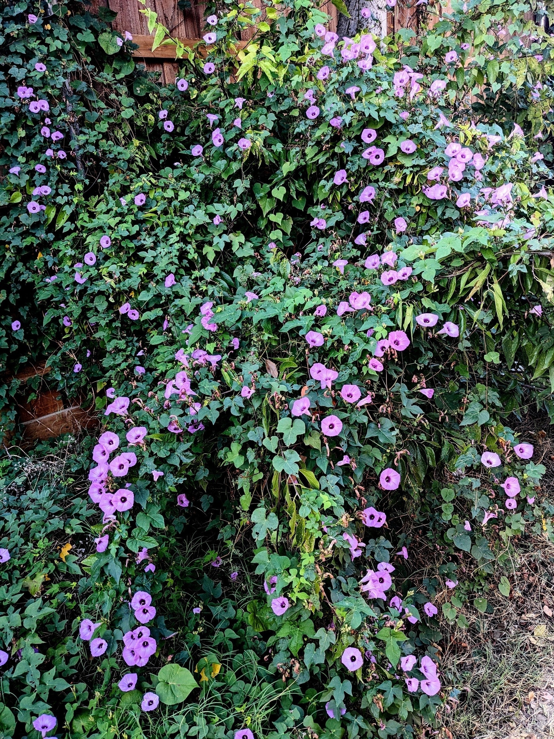 Purple flowers are abundantly growing among green leafy vines