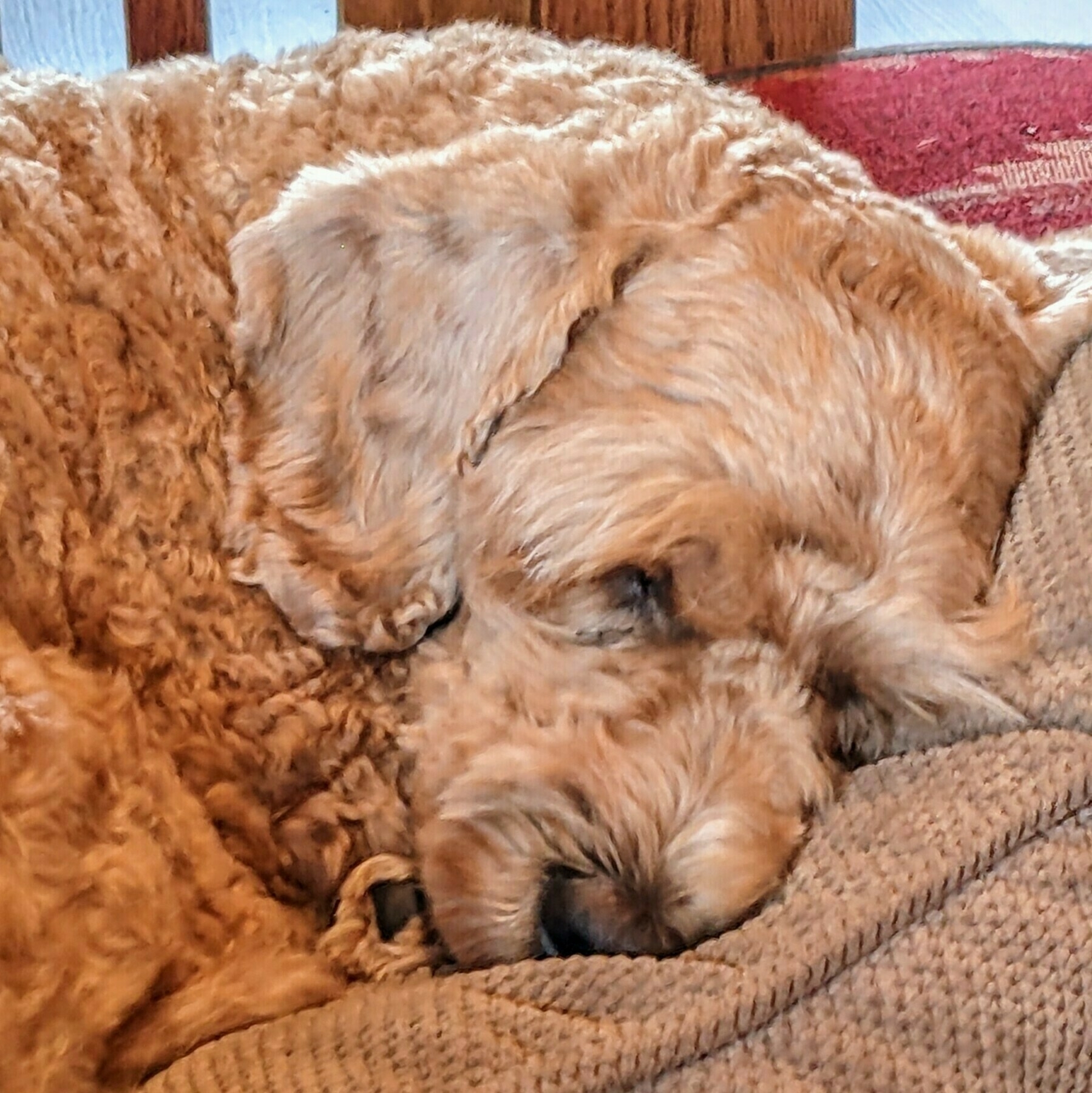 A sleeping mini golden doodle dog