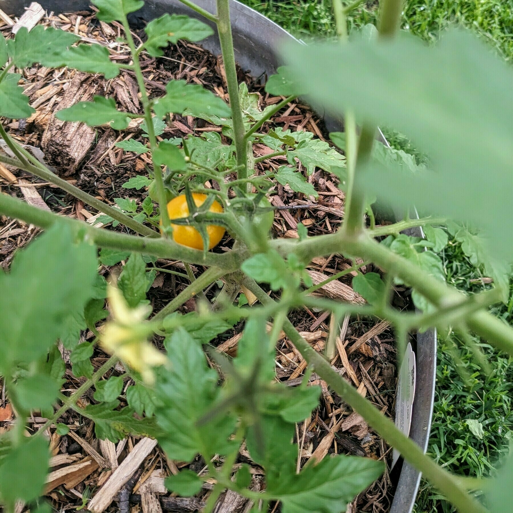 First yellow-orange cherry tomato ripening on the vine.
