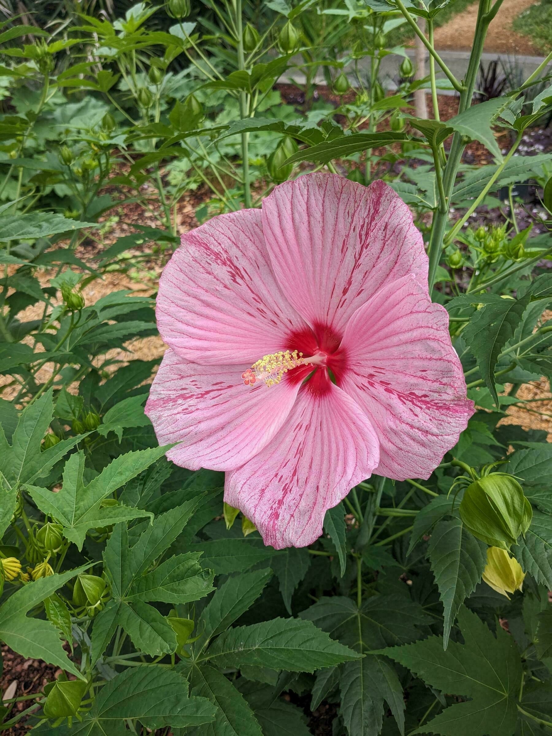 a pink hibiscus blossom