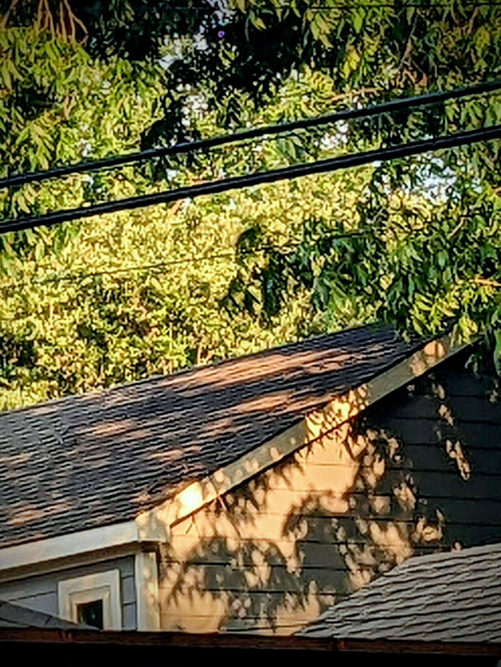Shadows of trees against the side of a garage.