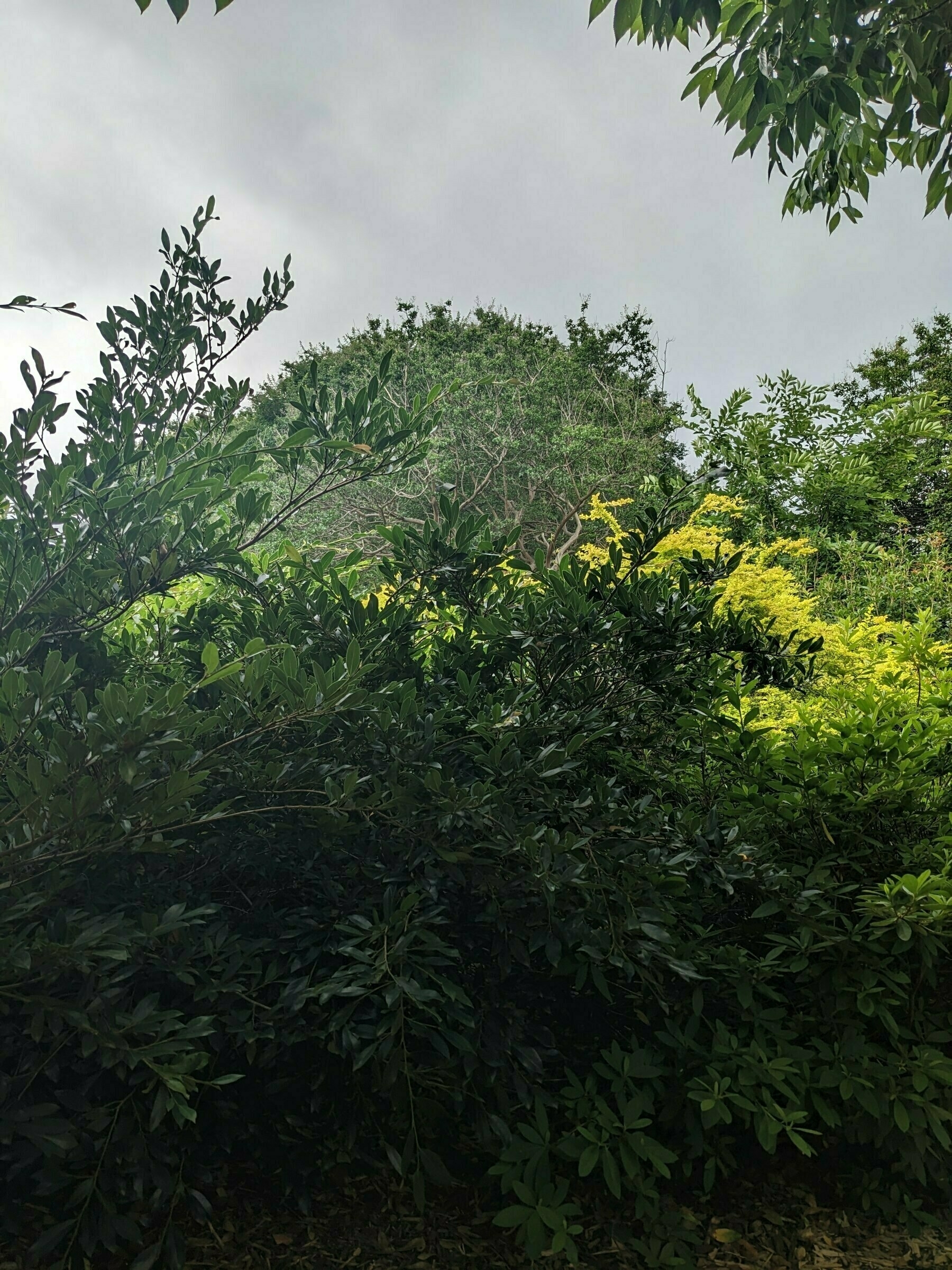 green bushes and a stormy sky