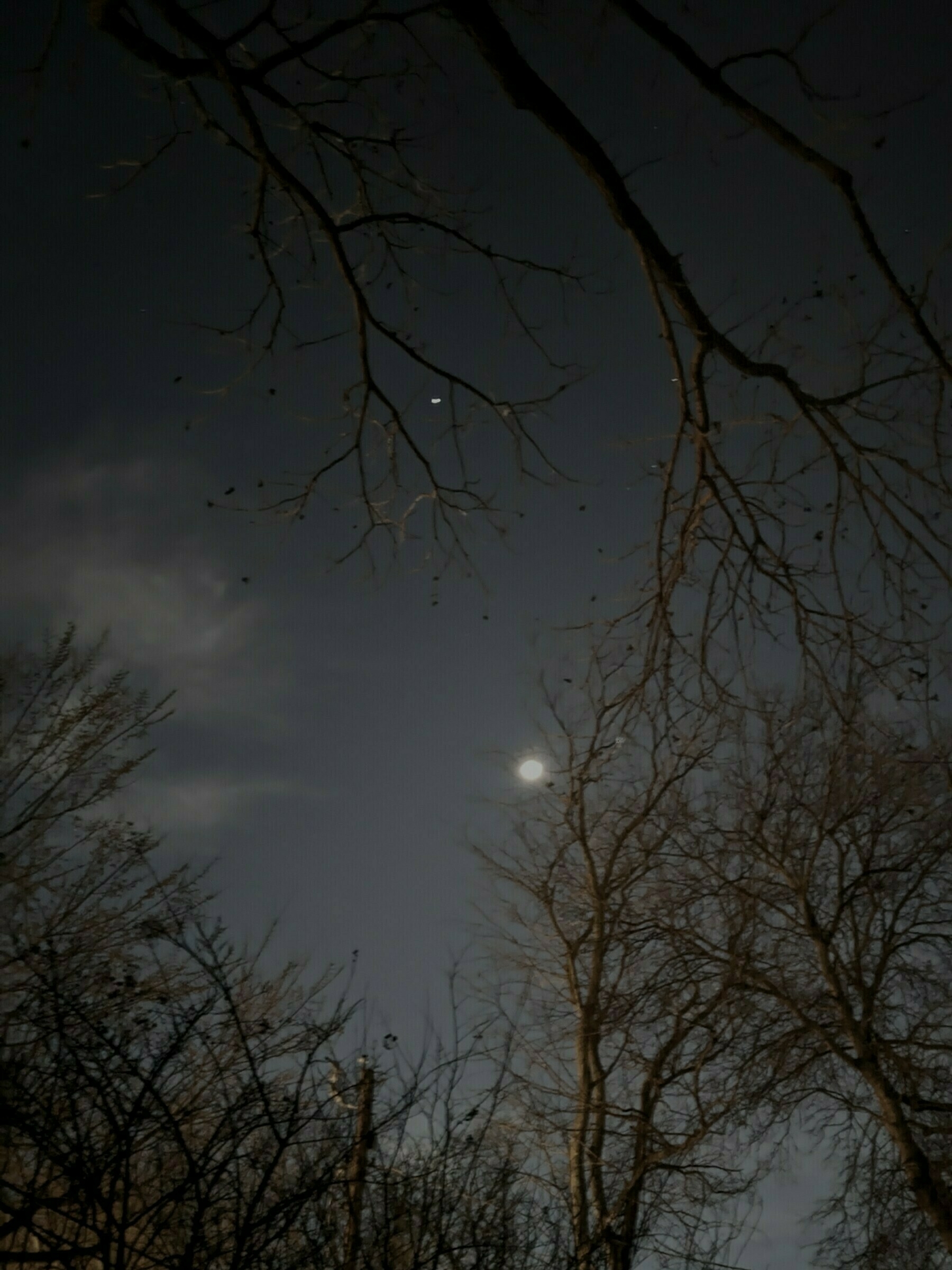 Moon and stars through tree branches