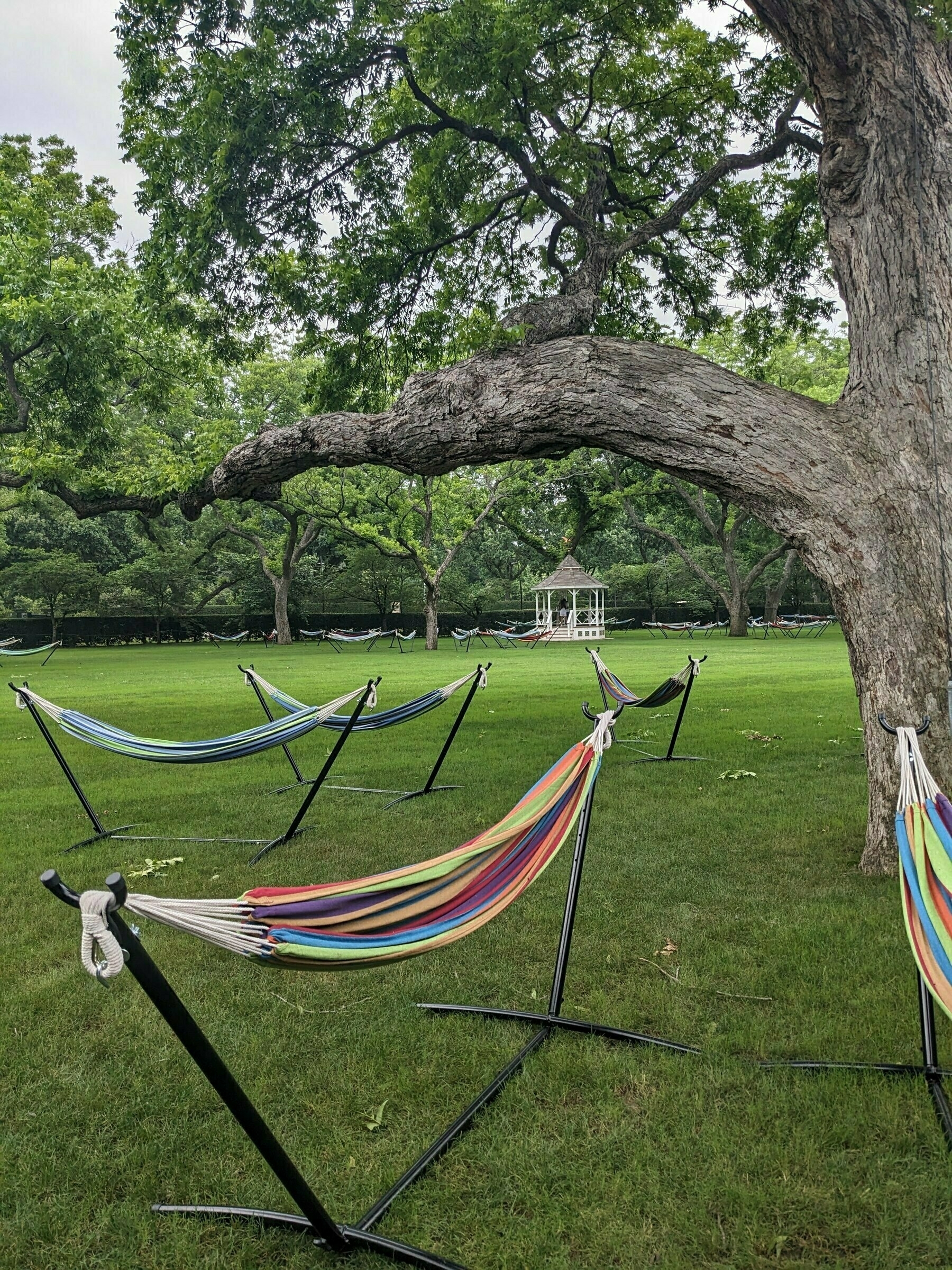 hammocks beneath a tree in a park