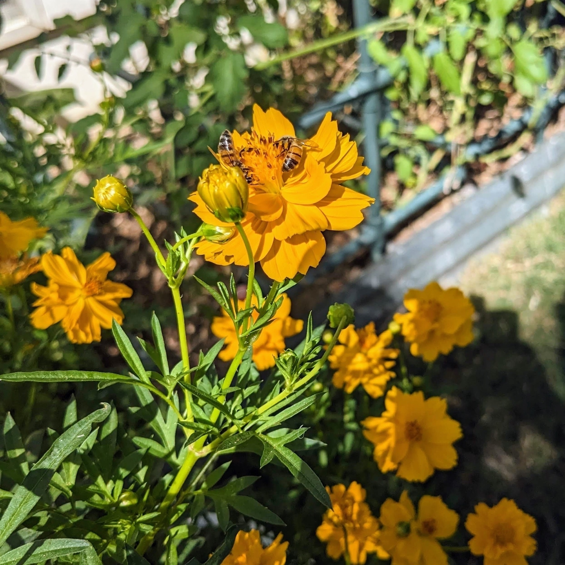 Two bees on yellow Cosmos flowers