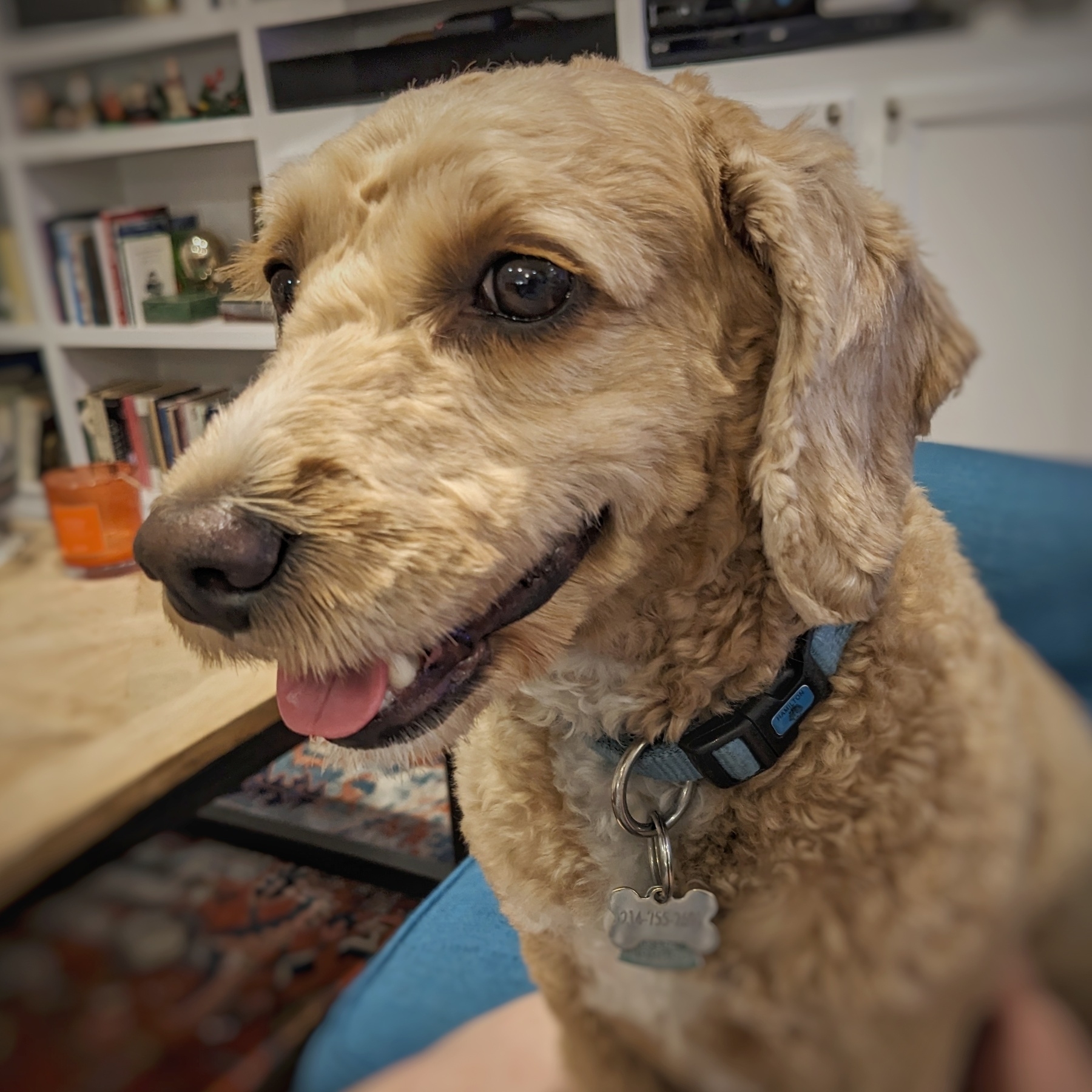 A 'smiling' tan Mini Golden Doodle dog